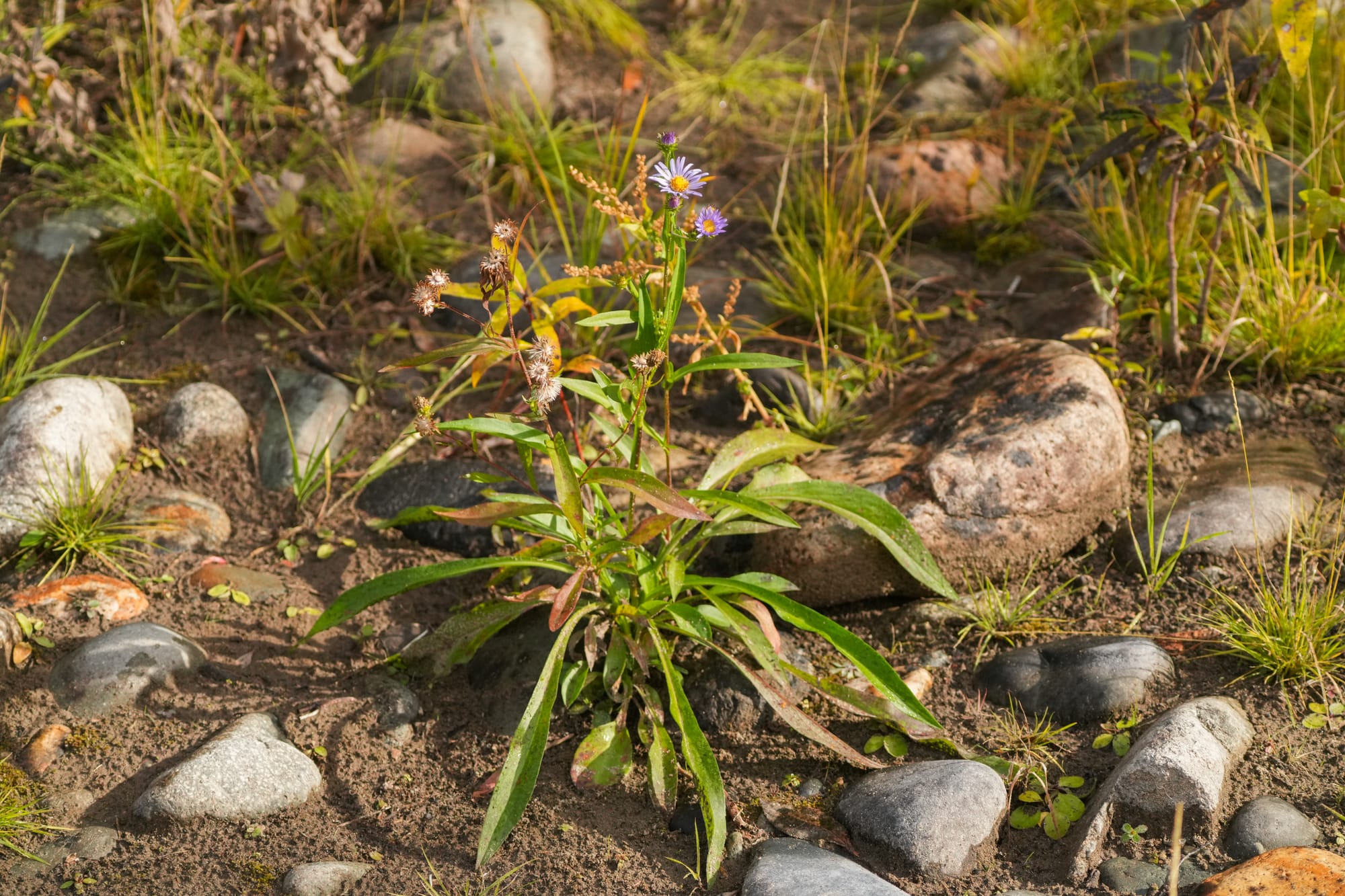 aster