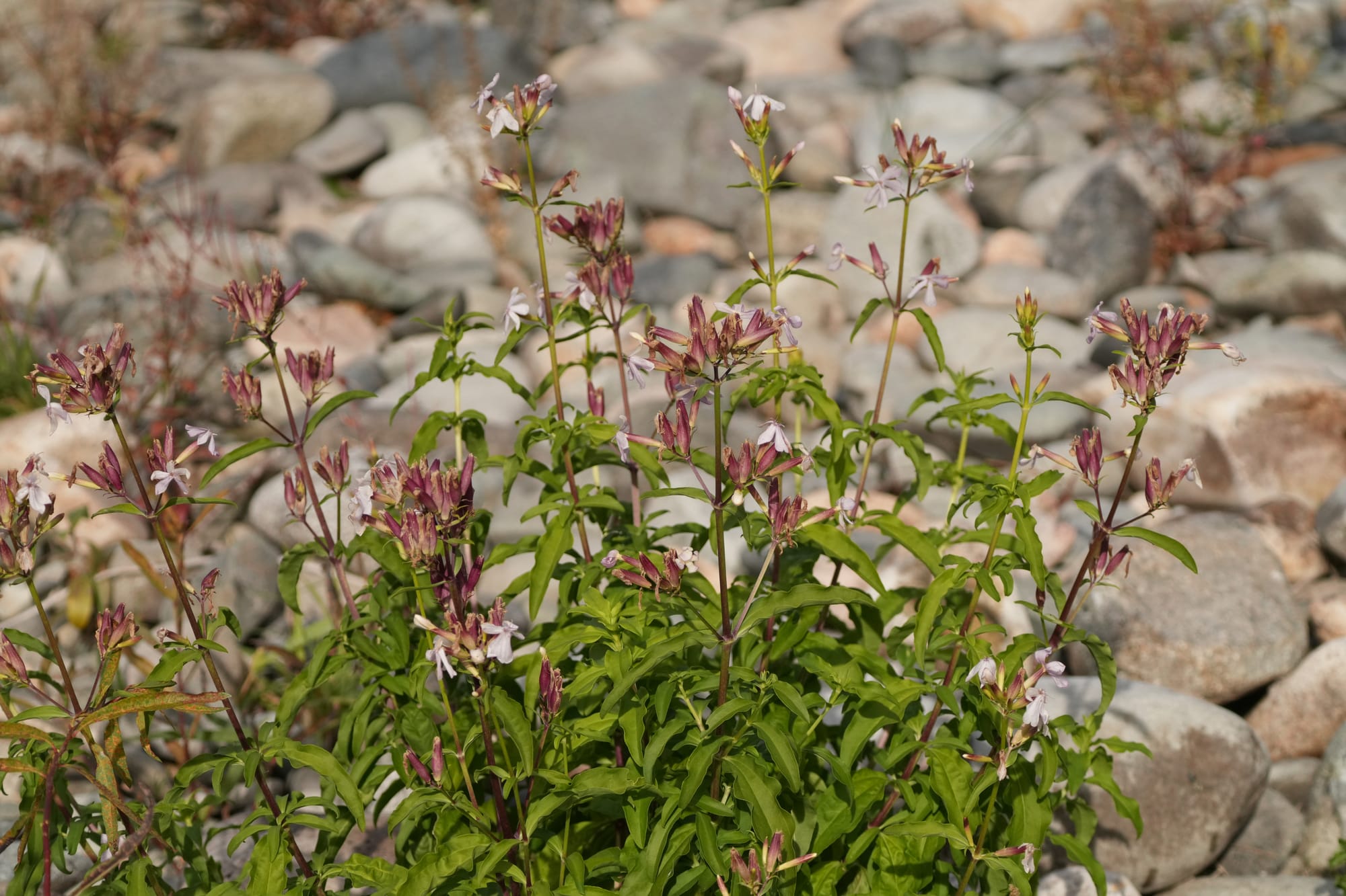 common soapwort