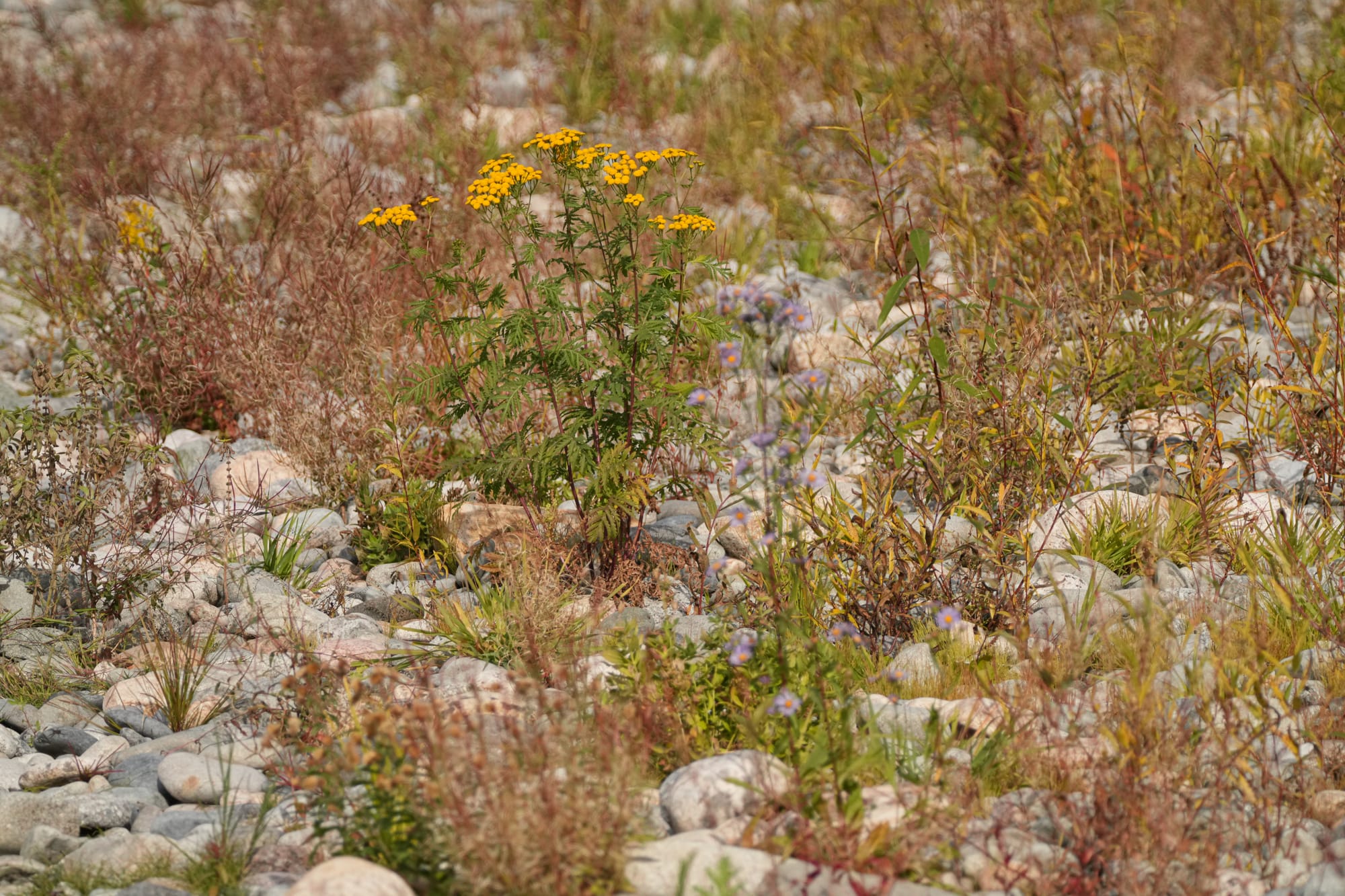 common tansy