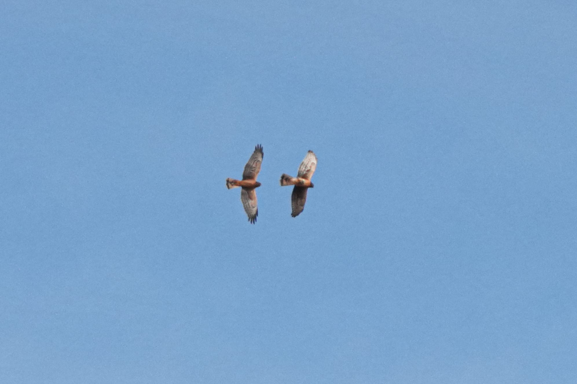 northern harriers