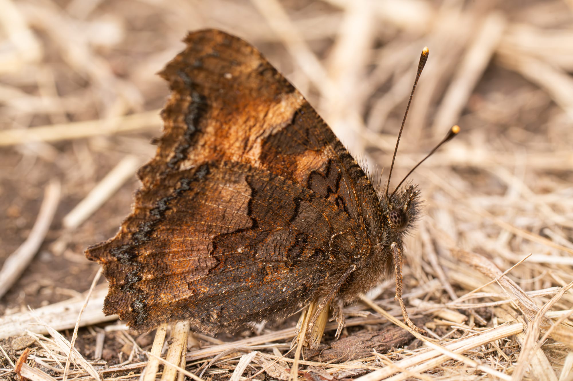 California tortoiseshell