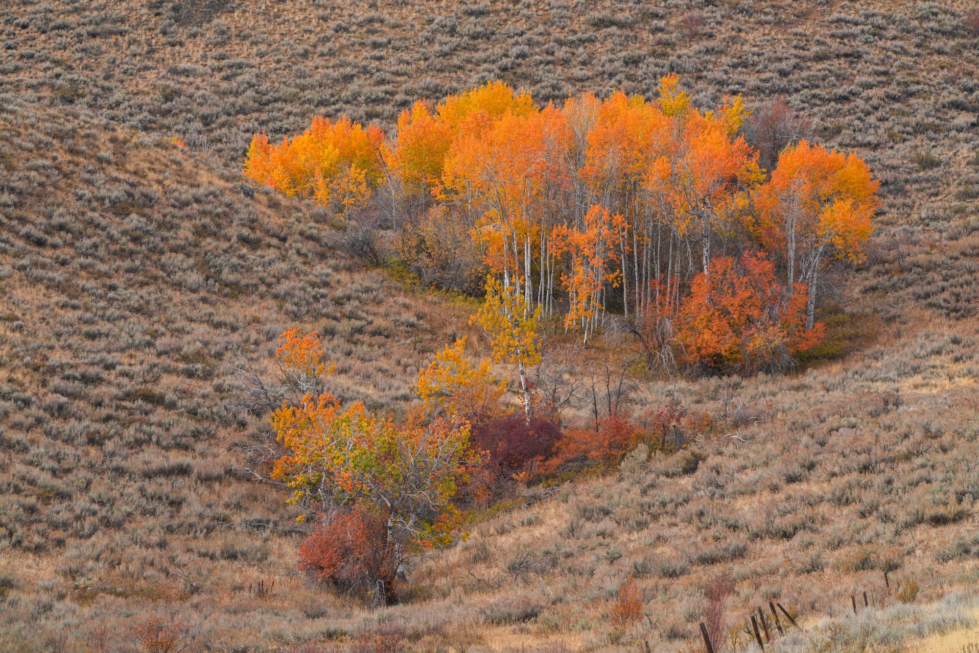 aspen grove