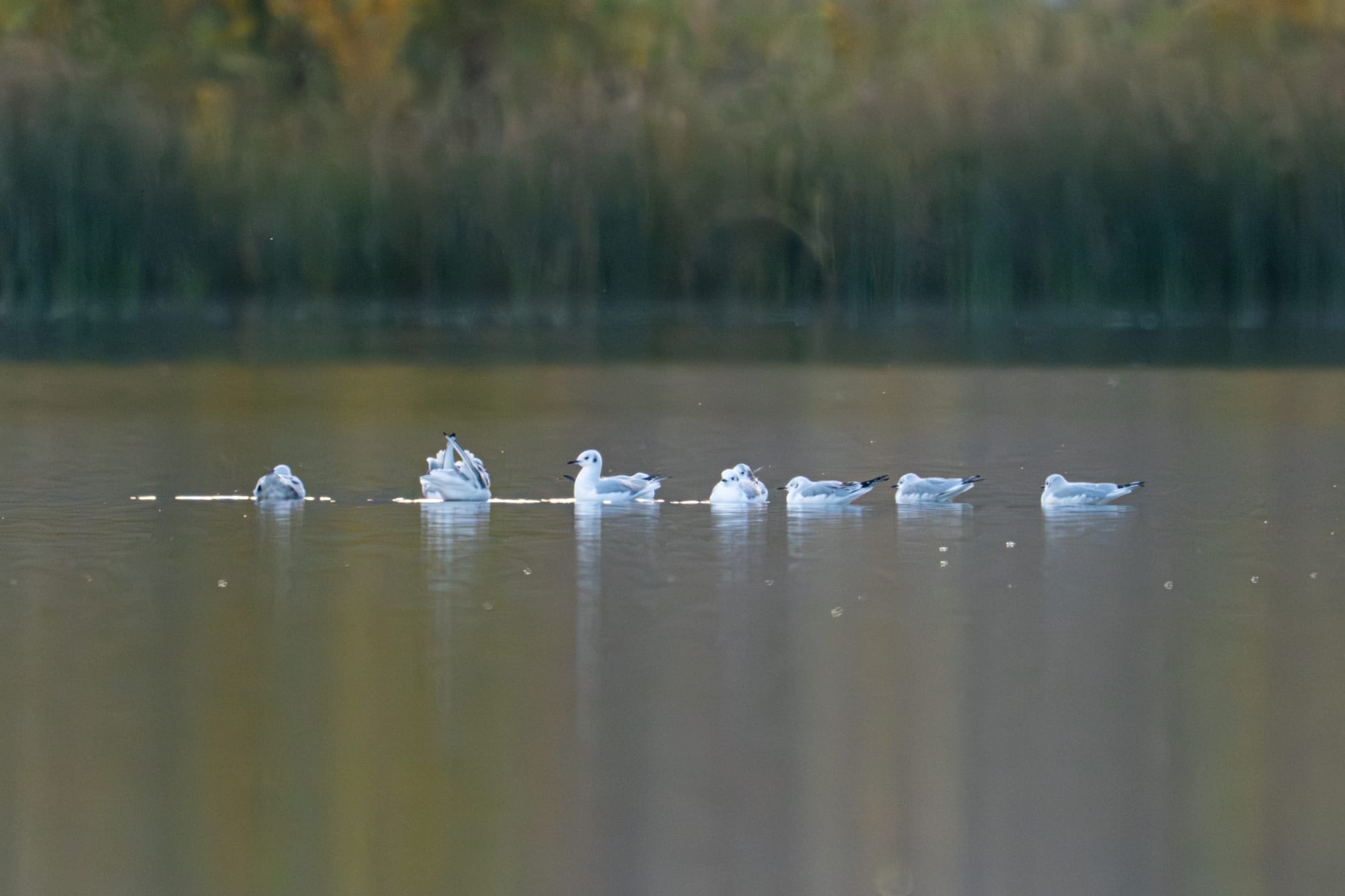 Bonaparte's gulls