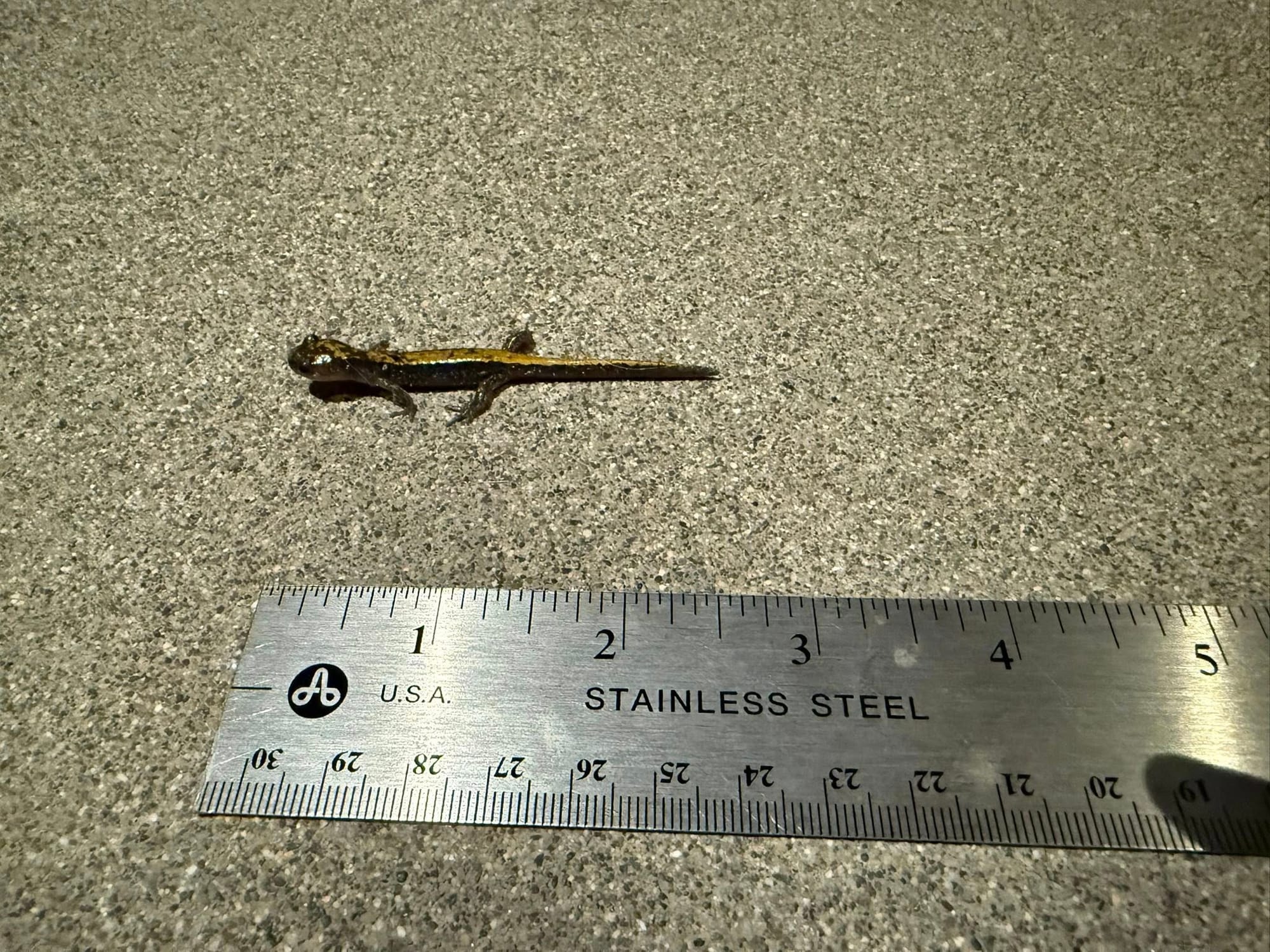 long-toed salamander