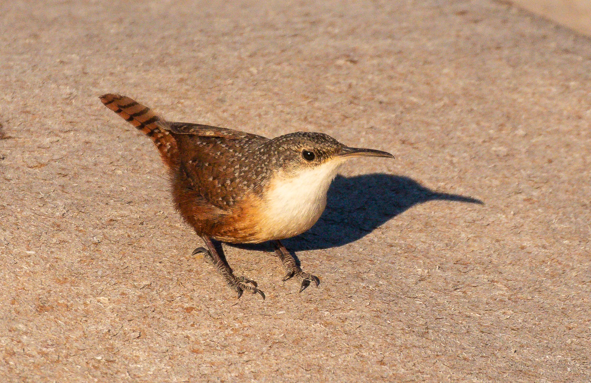 canyon wren