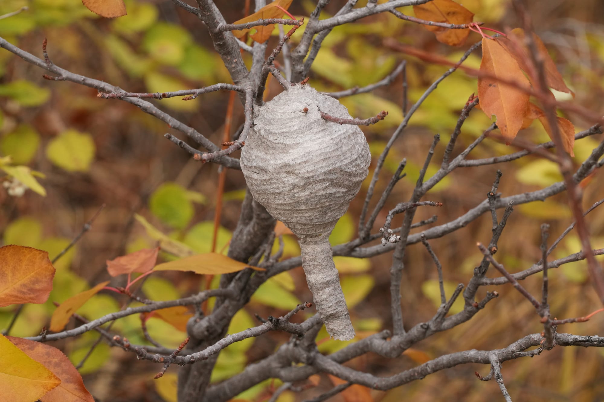 hornet nest