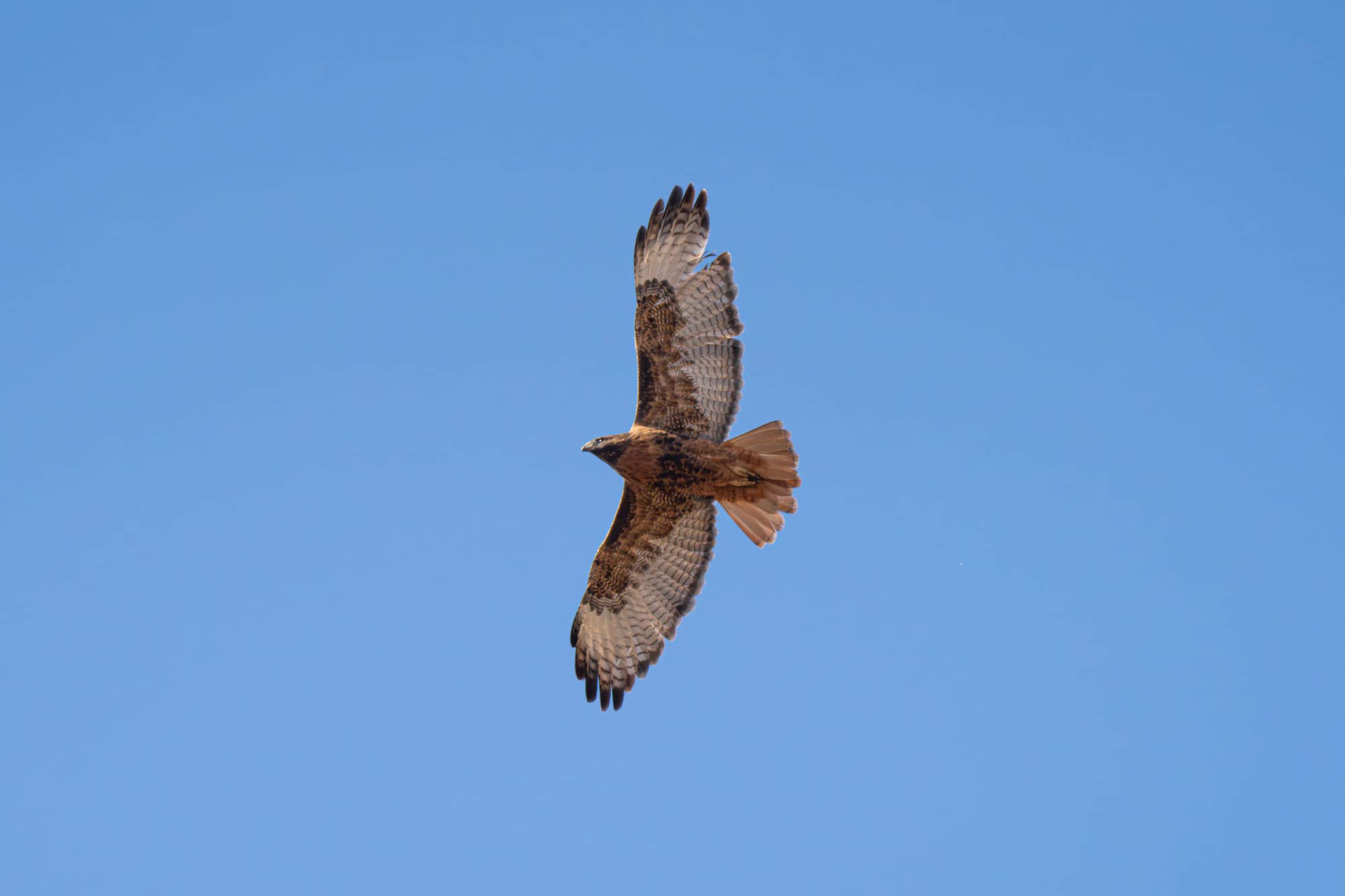 red-tailed hawk