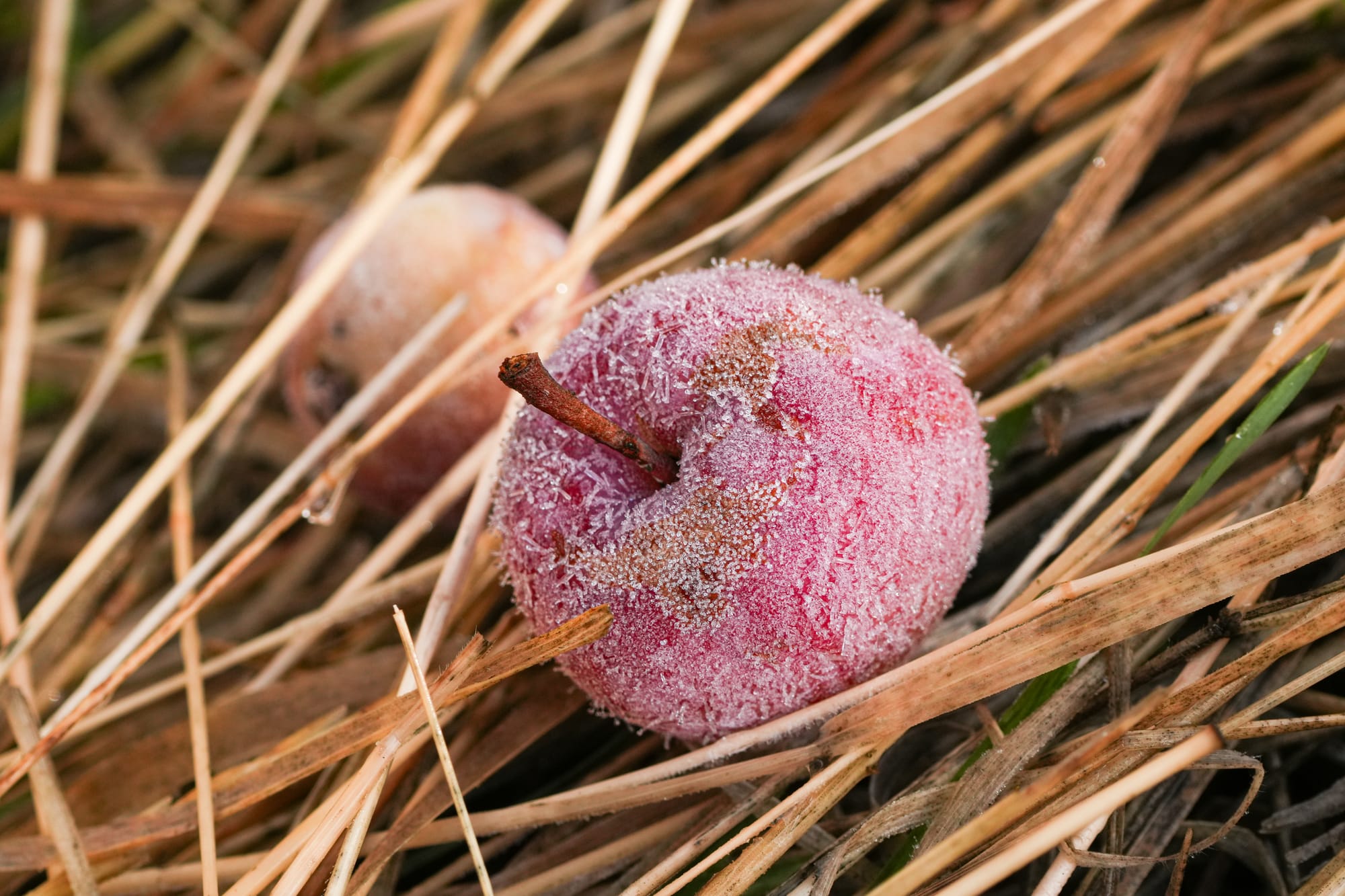 frost on apple
