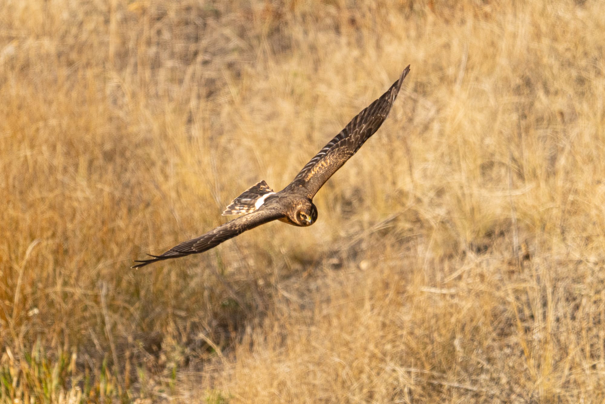northern harrier