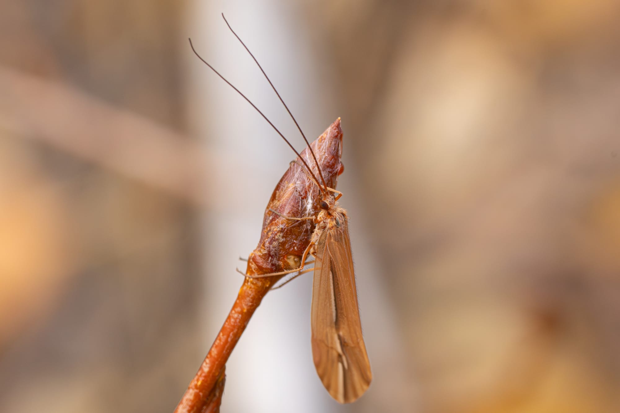 caddisfly