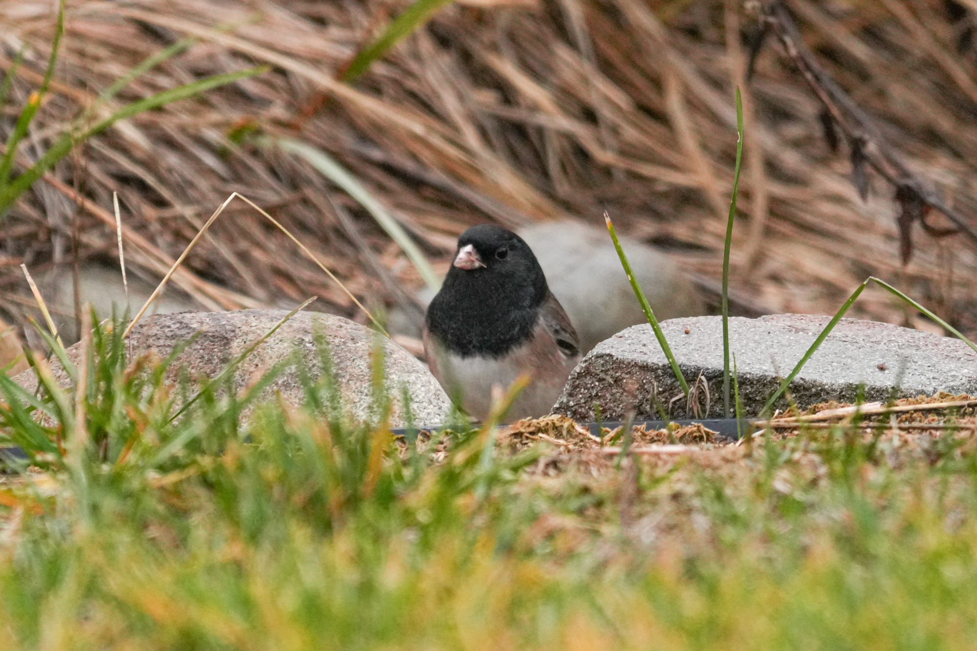 dark-eyed junco