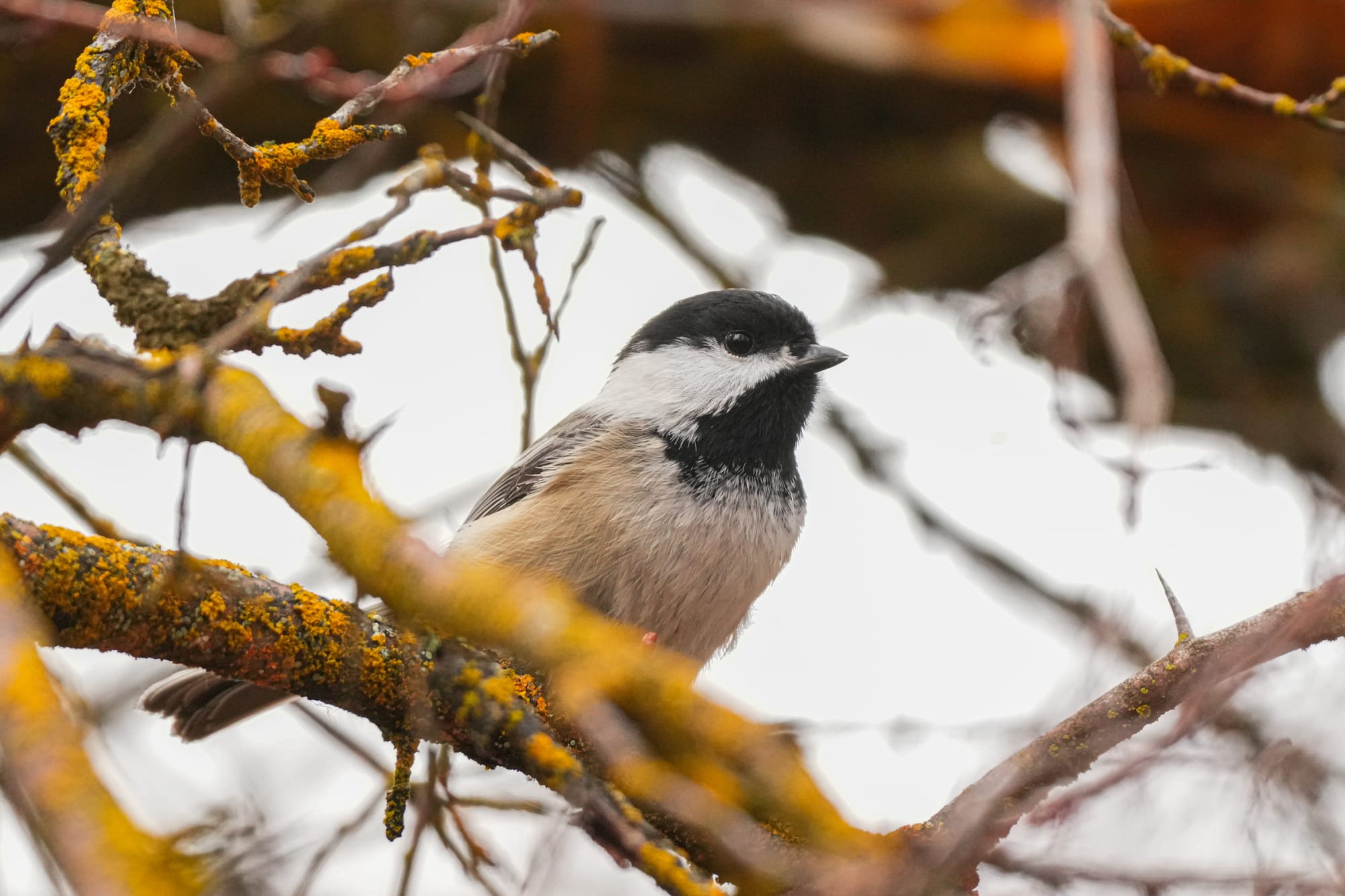 black-capped chickadee