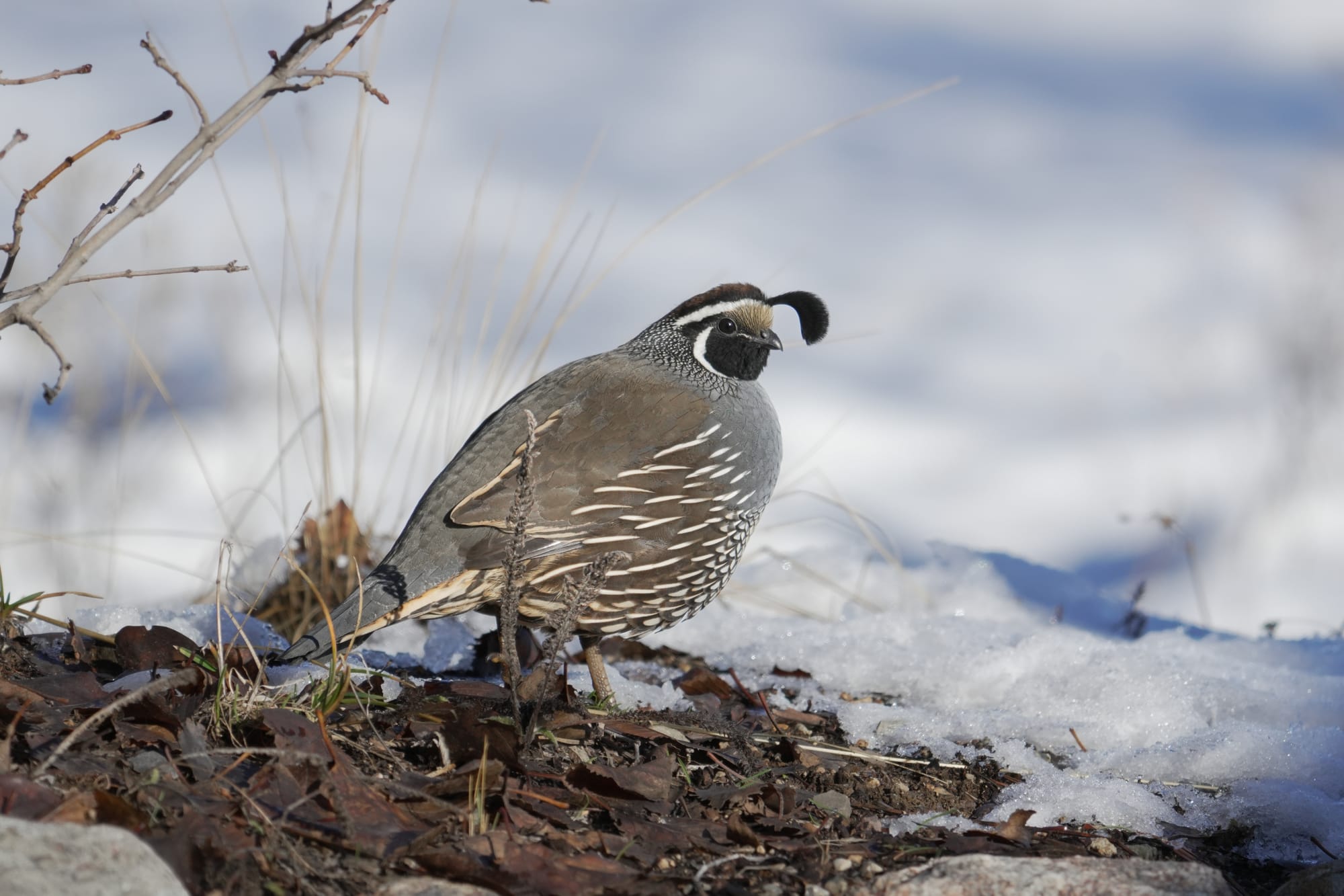 California quail