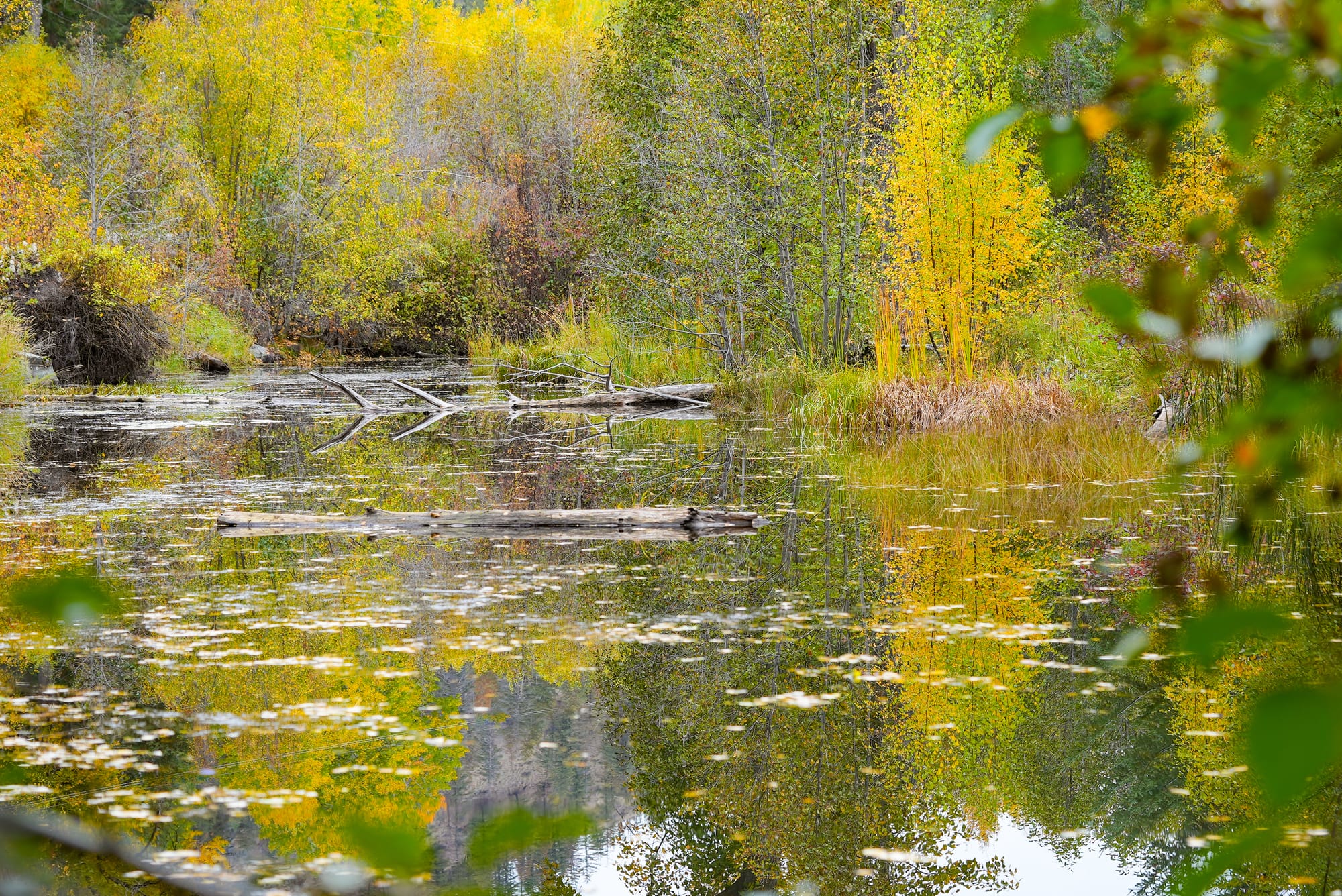 forested river channel