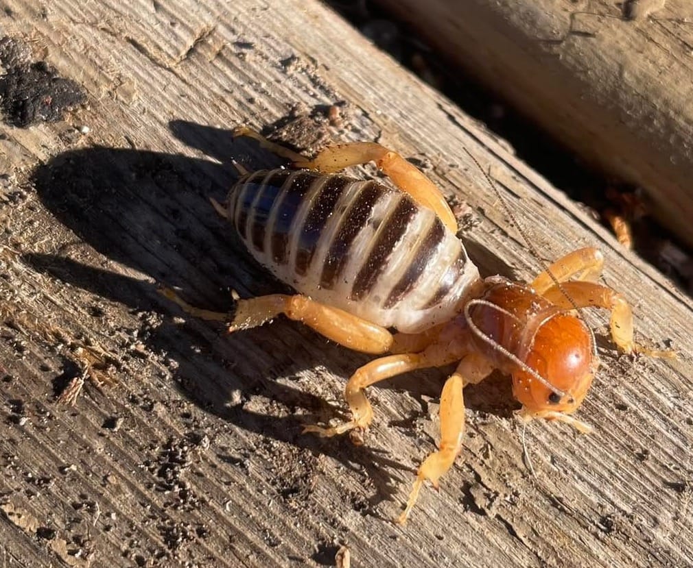 jerusalem cricket