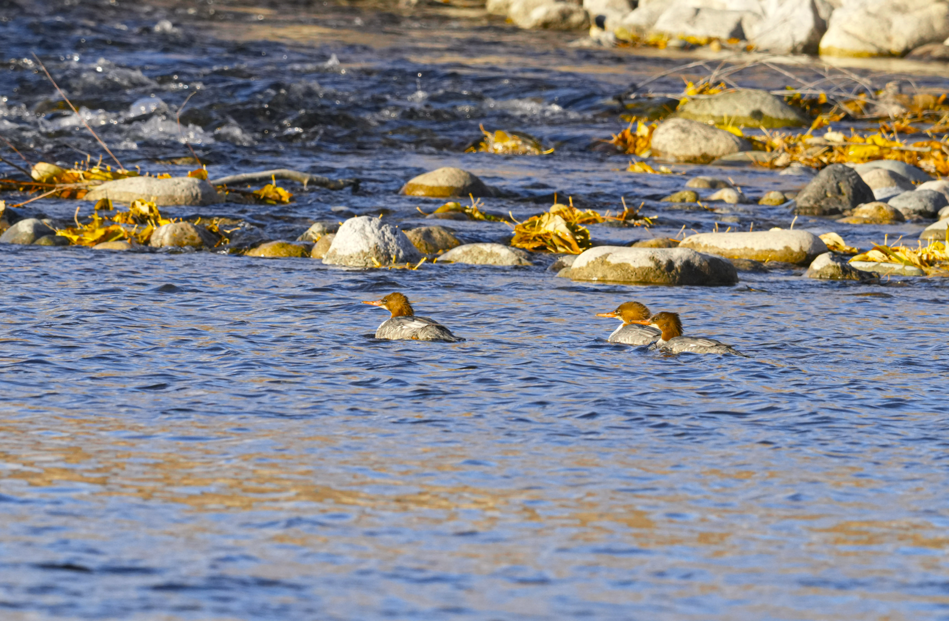 female common mergansers