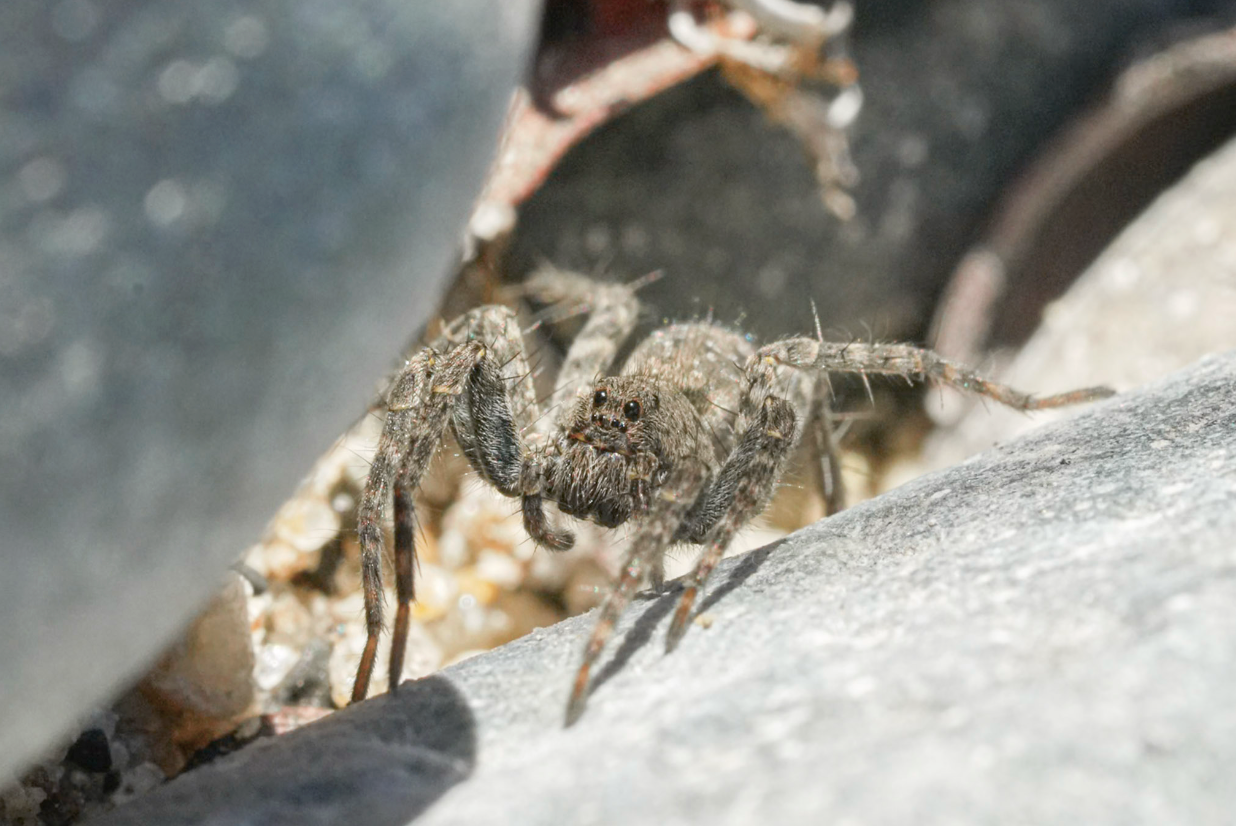 wolf spider