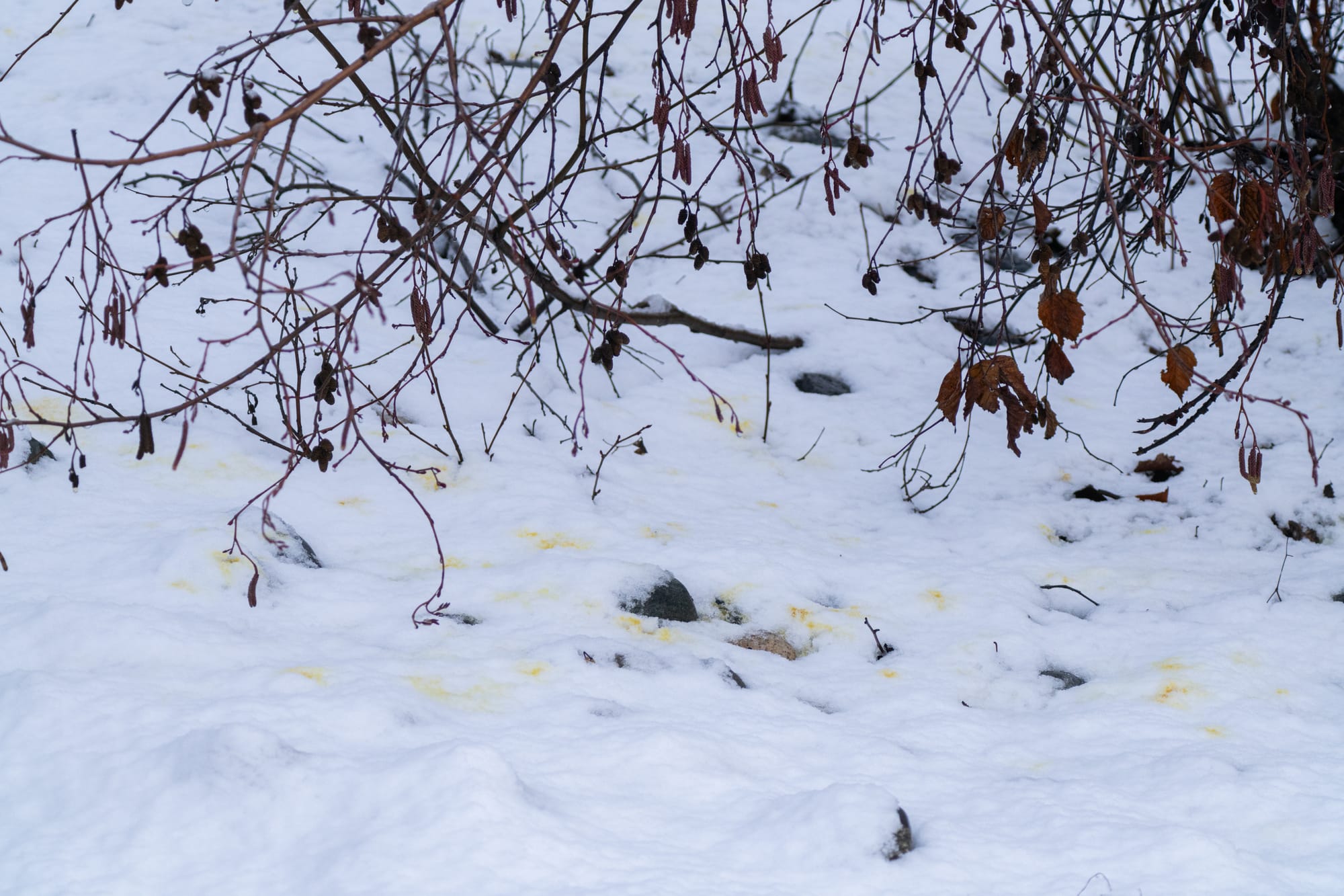 stained snow under alders