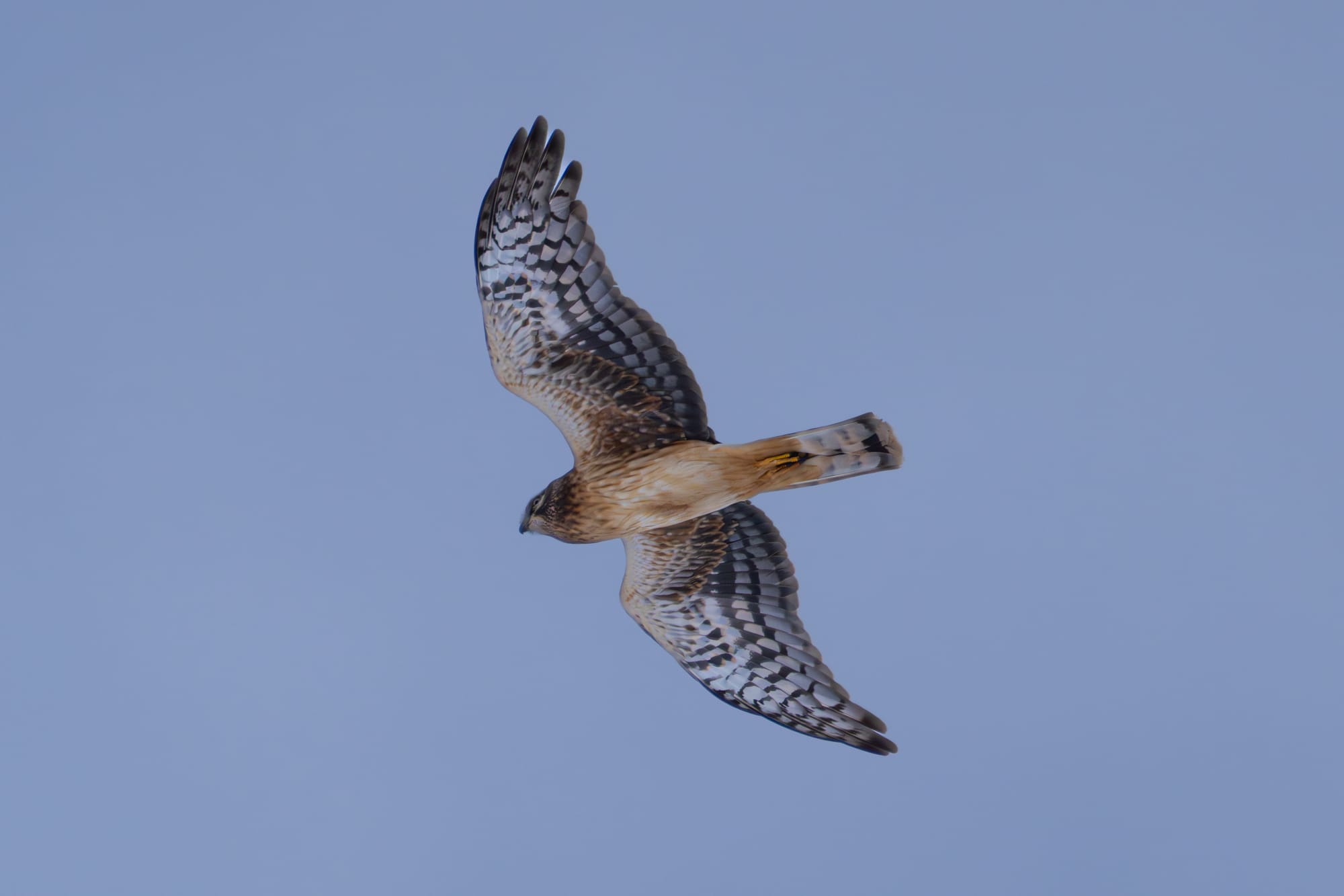 northern harrier