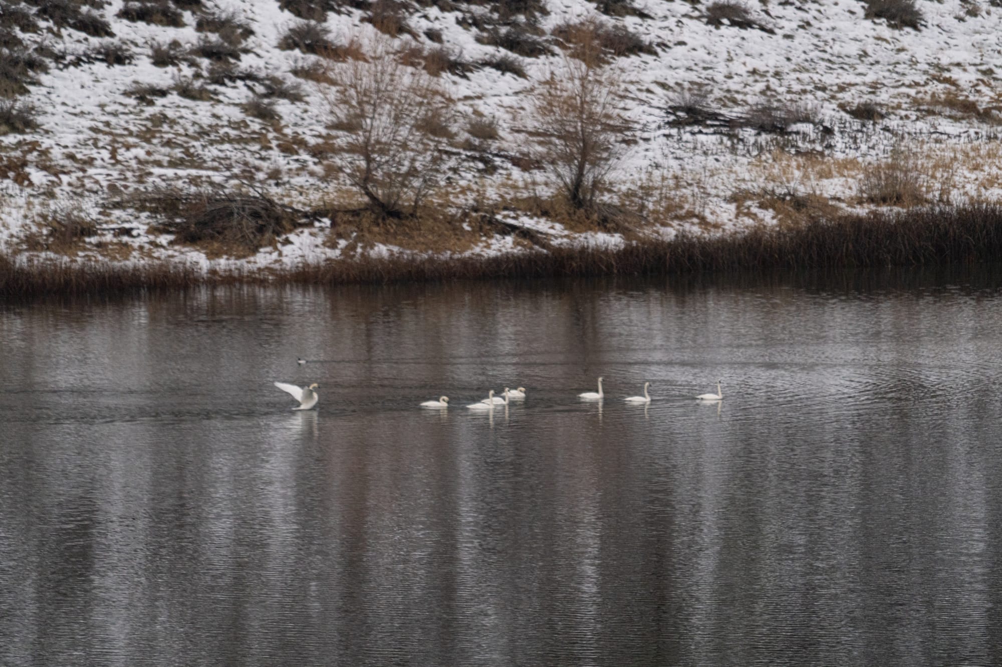 trumpeter swans