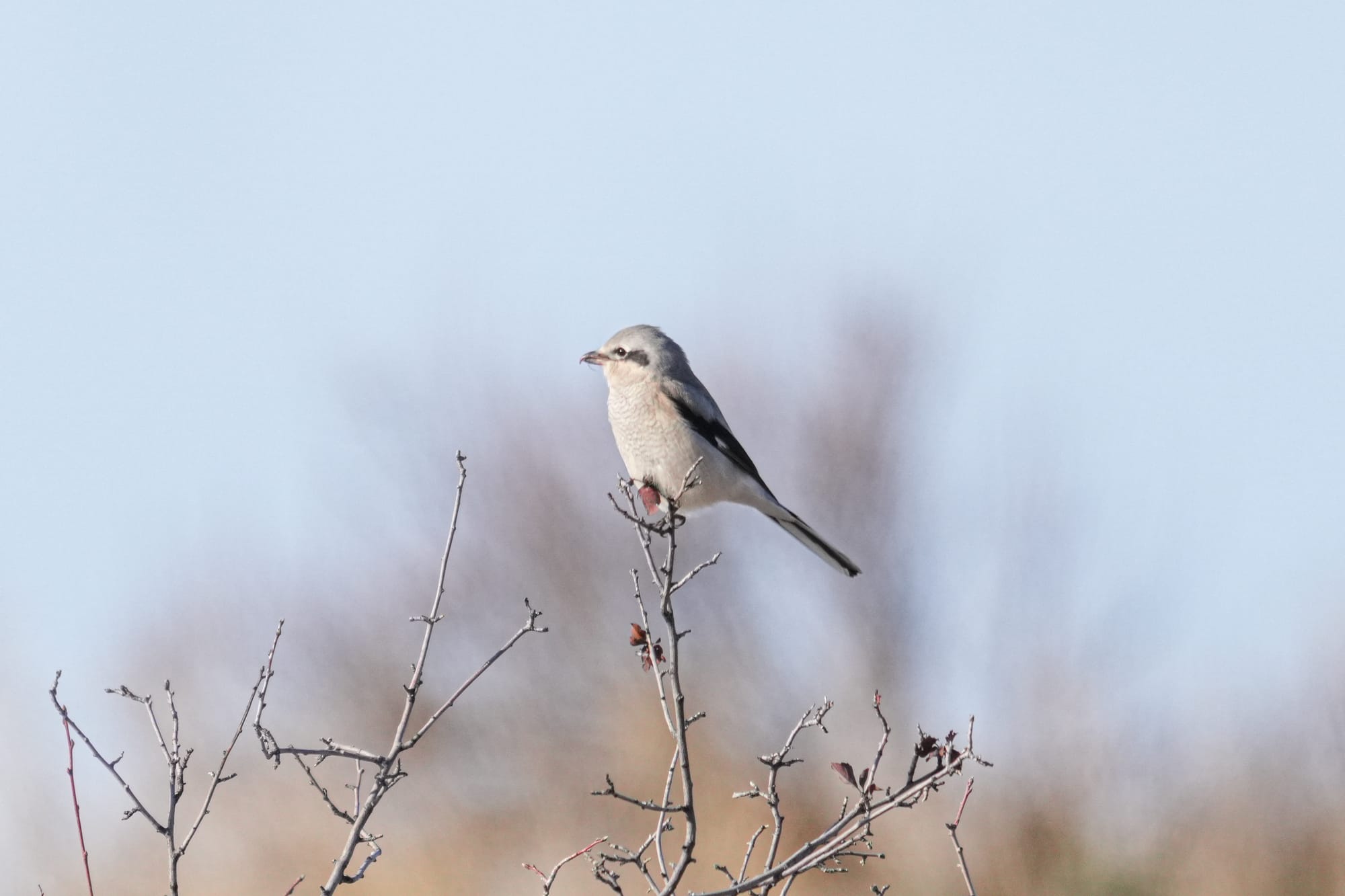 northern shrike