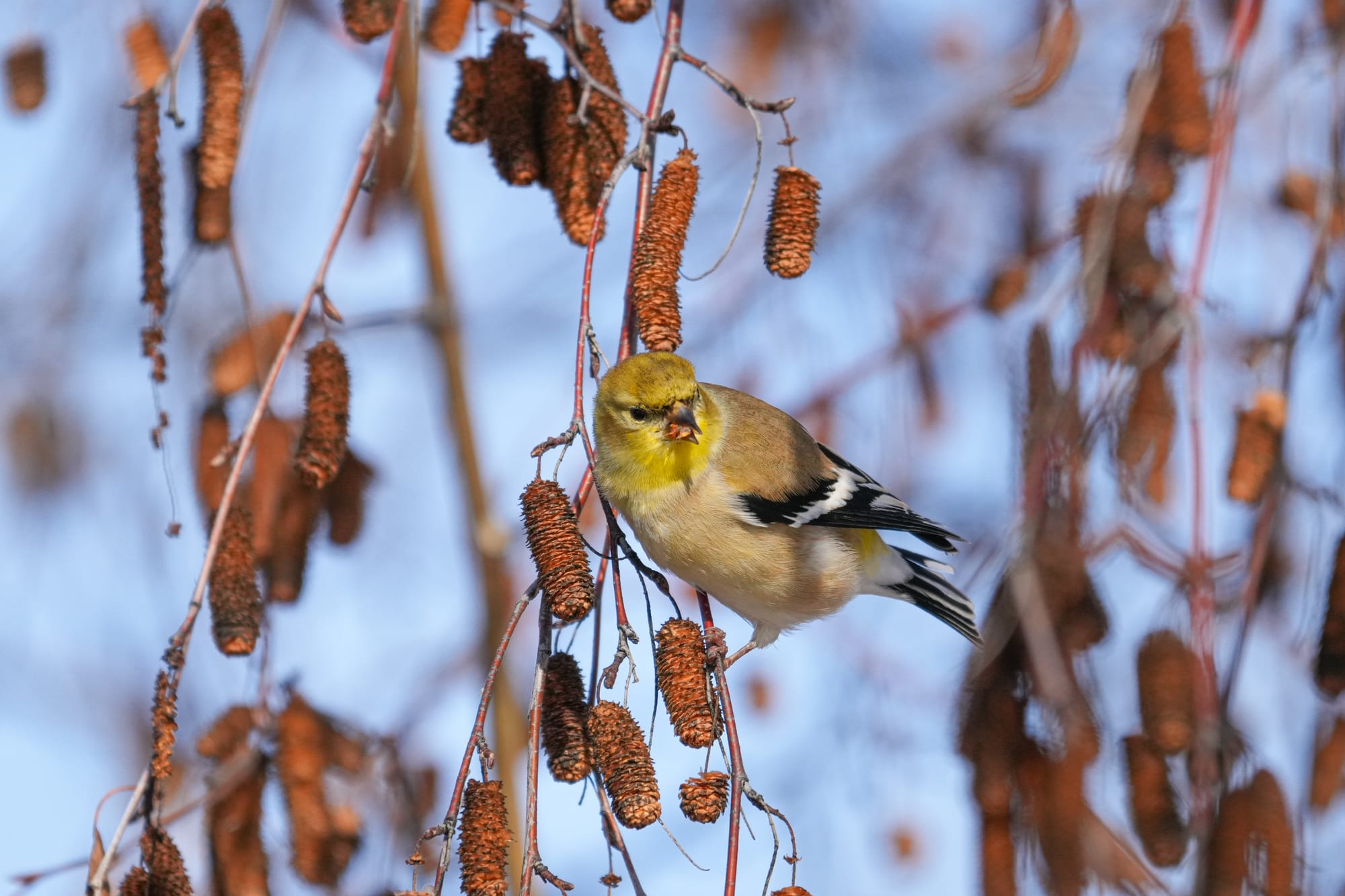 American goldfinch