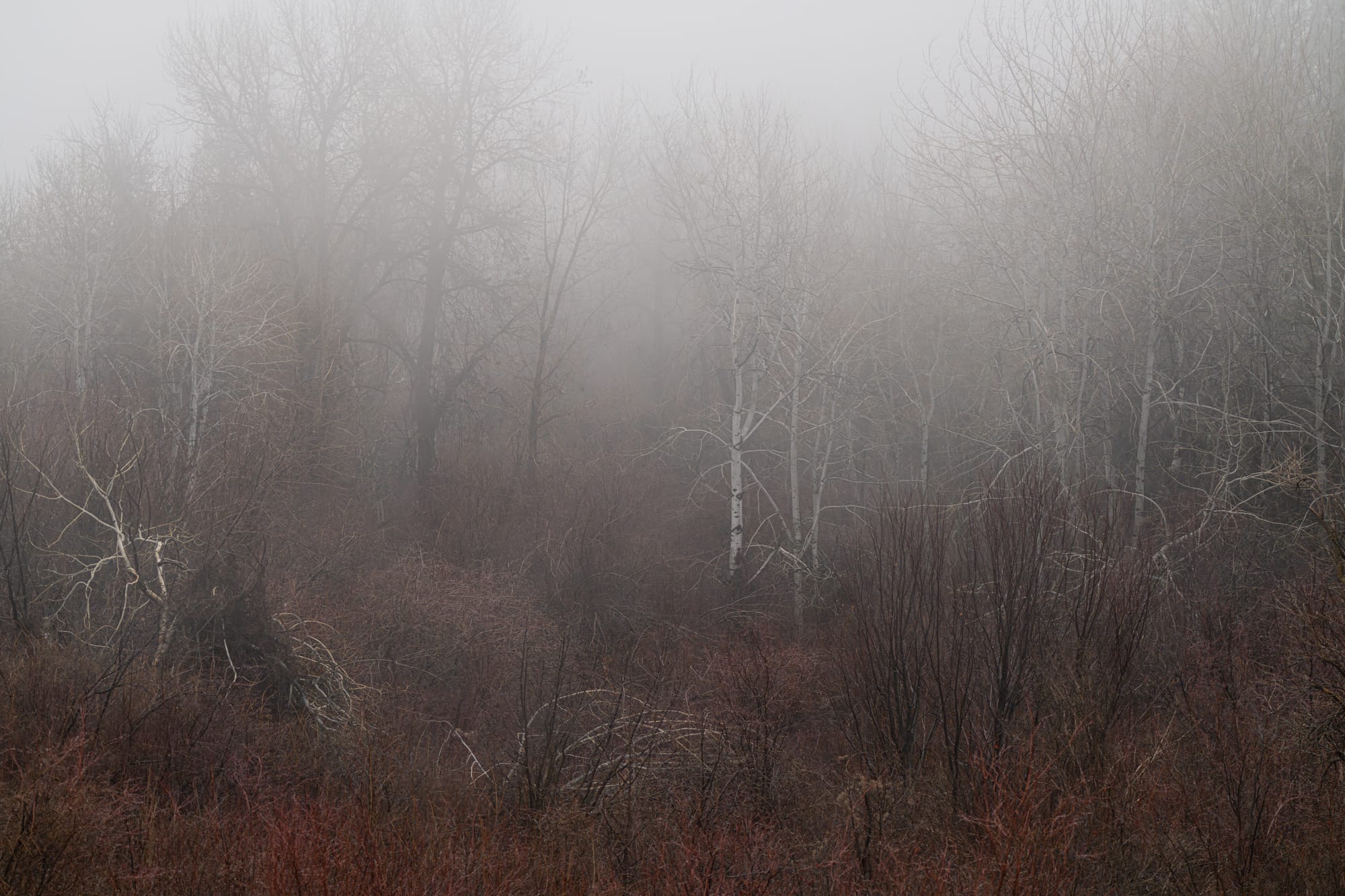 mist and trees