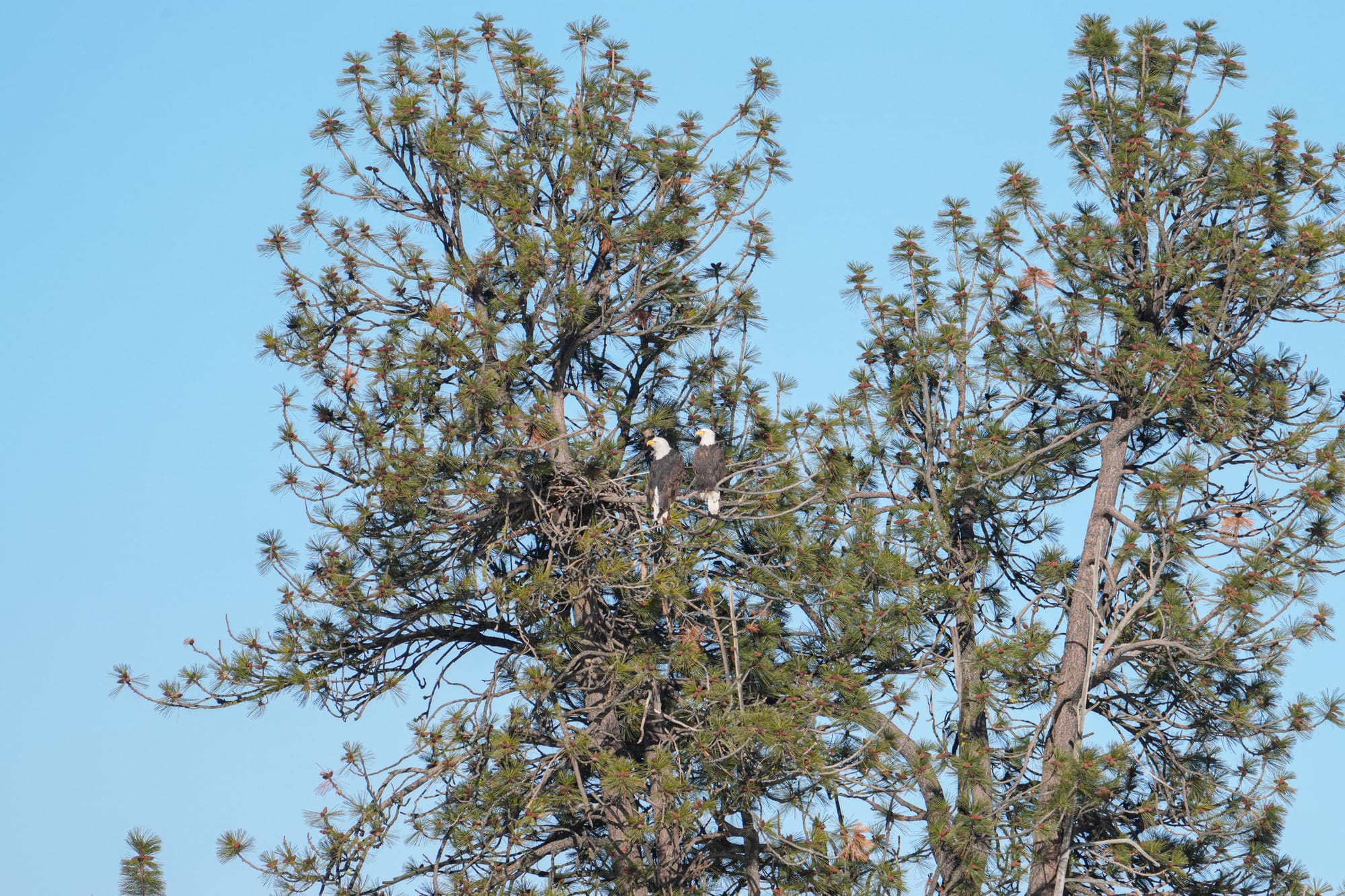 bald eagle pair