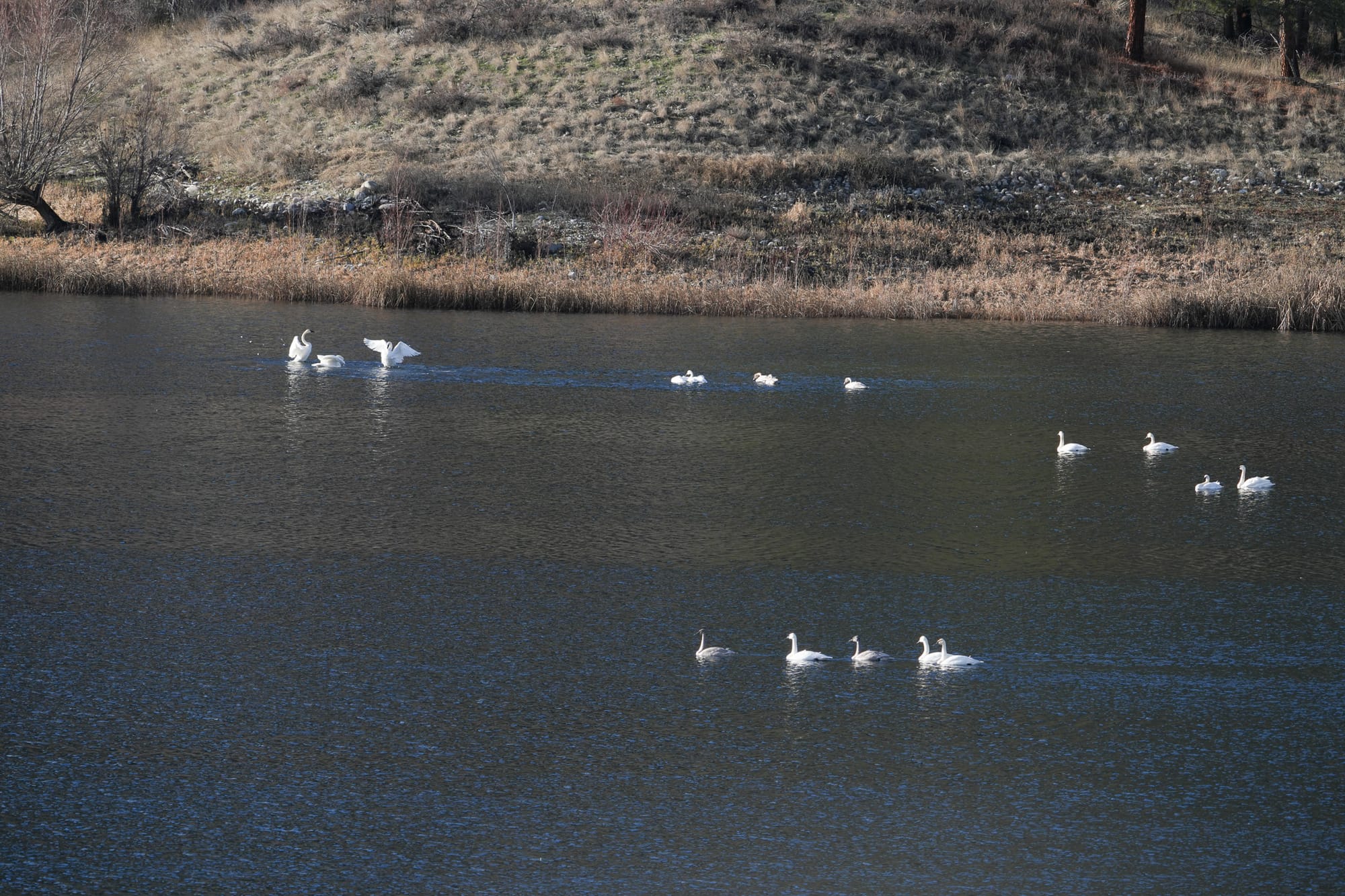 trumpeter swans
