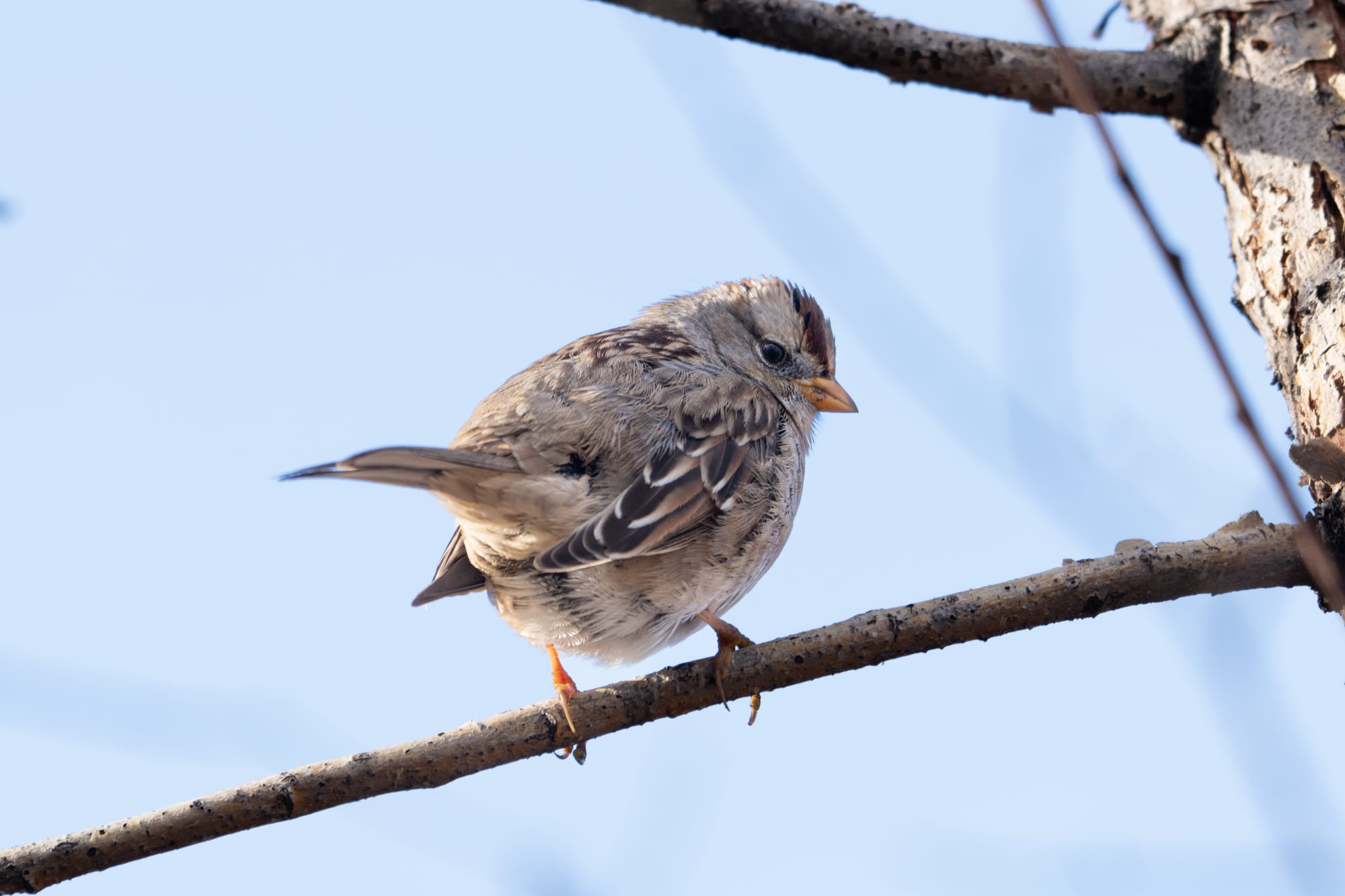 white-crowned sparrow