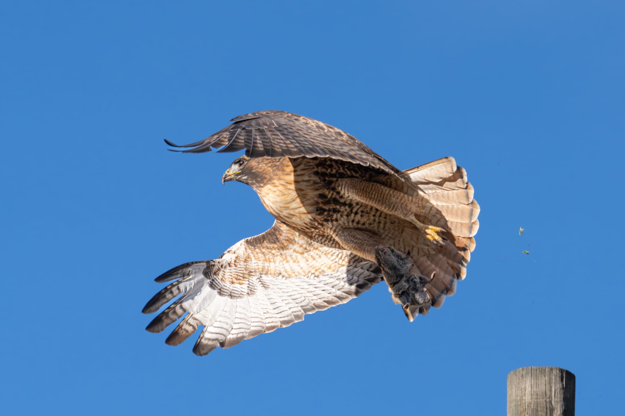 red-tailed hawk