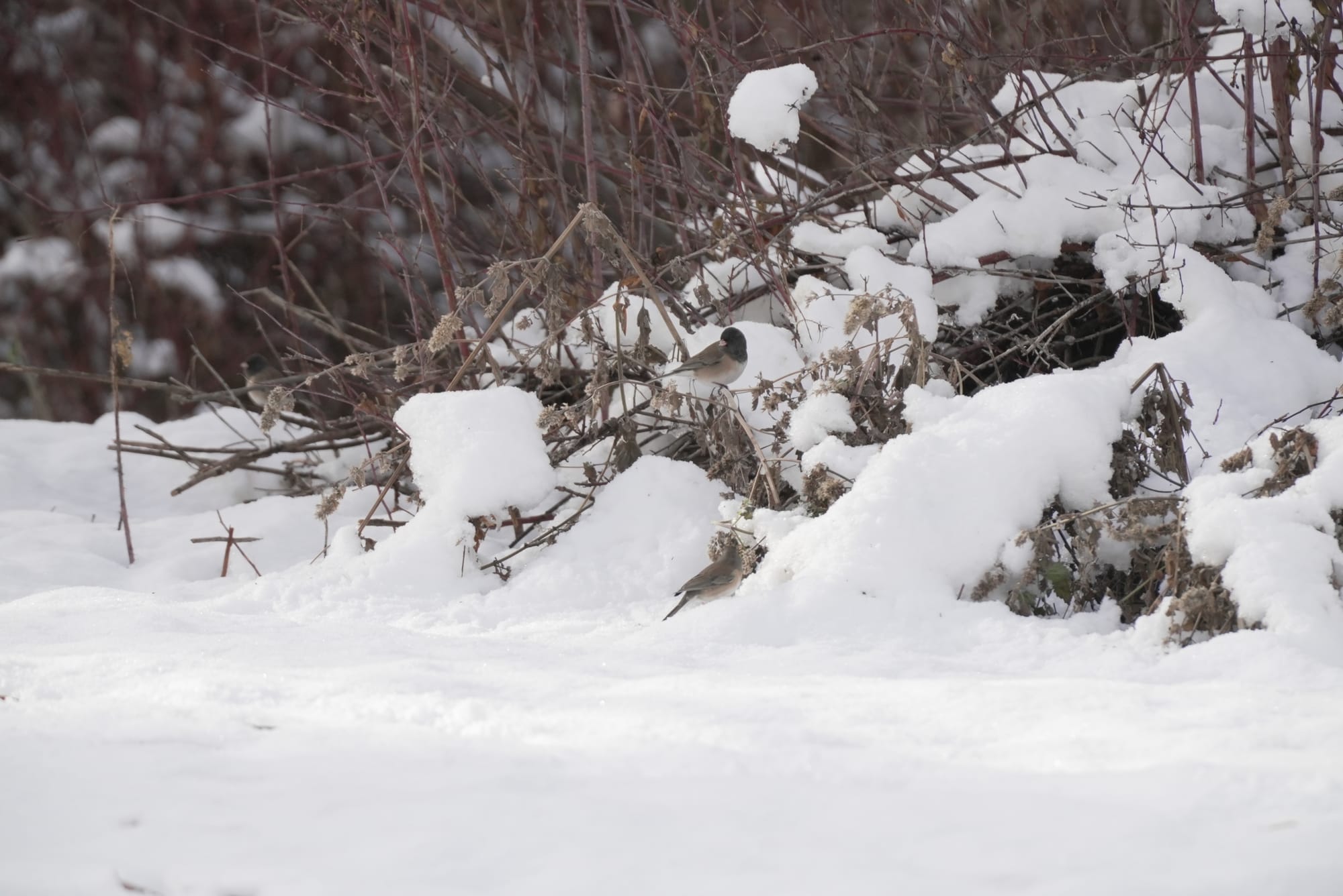 dark-eyed juncos