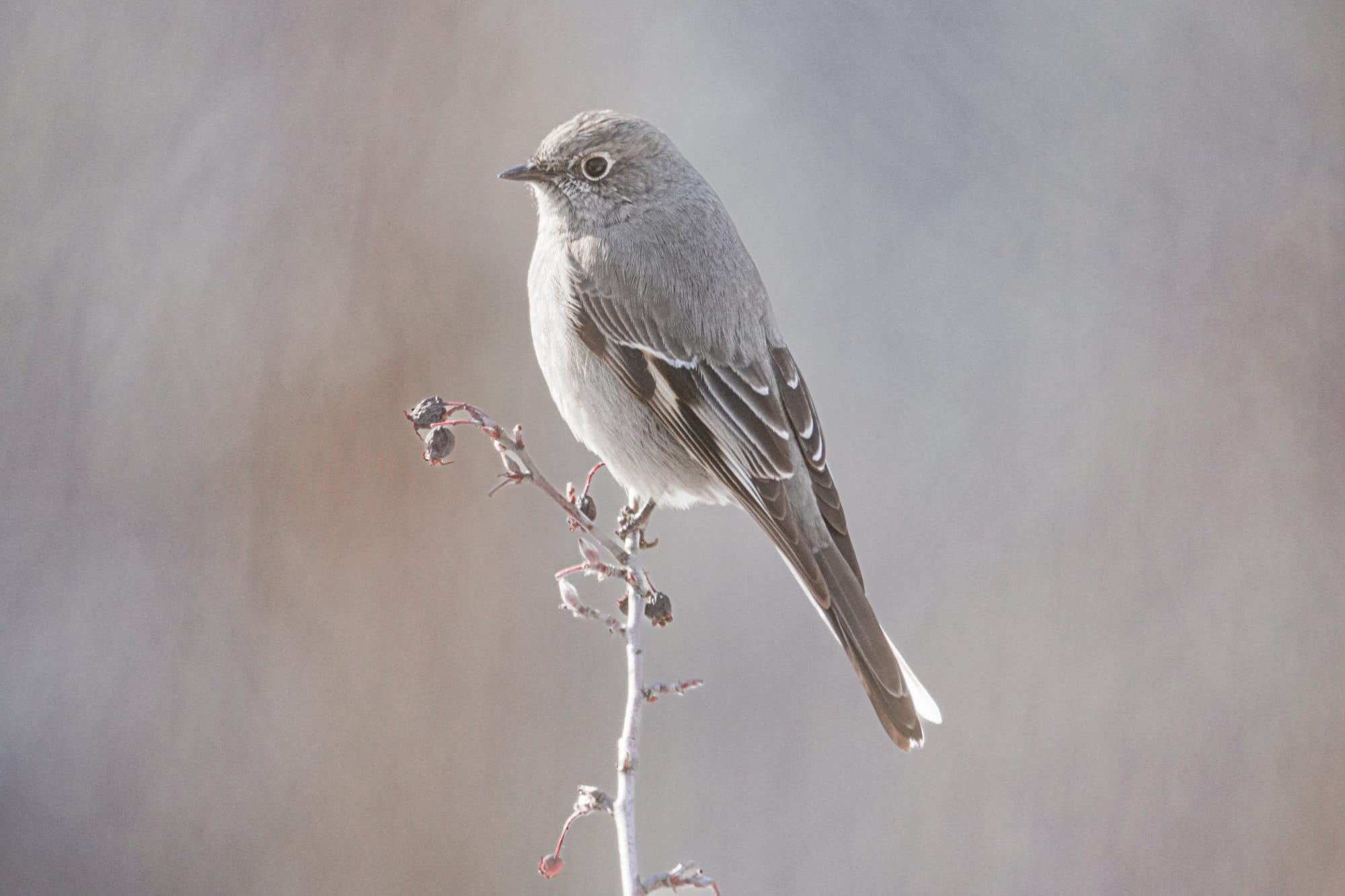 Townsend's solitaire