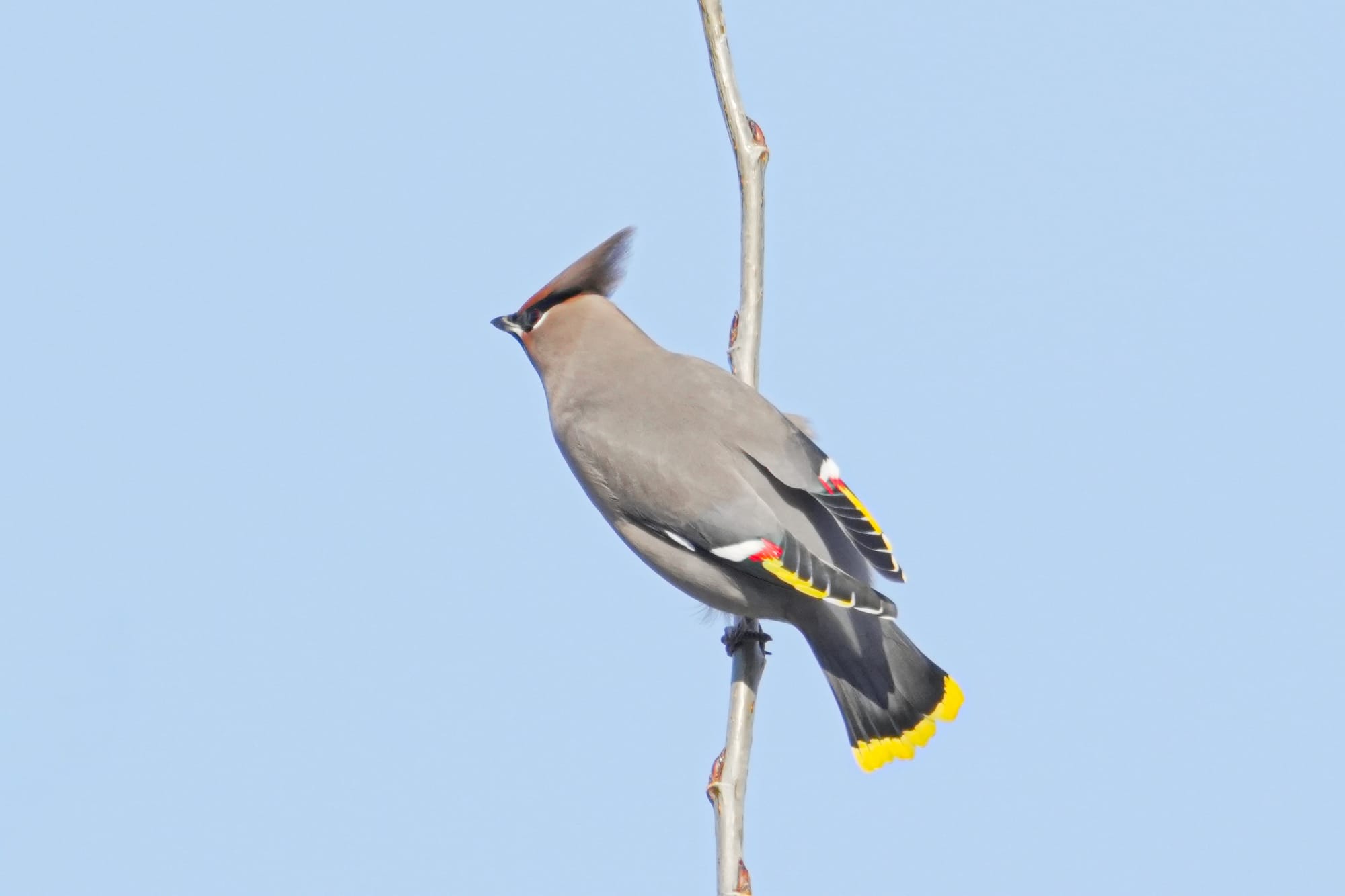 Bohemian waxwing