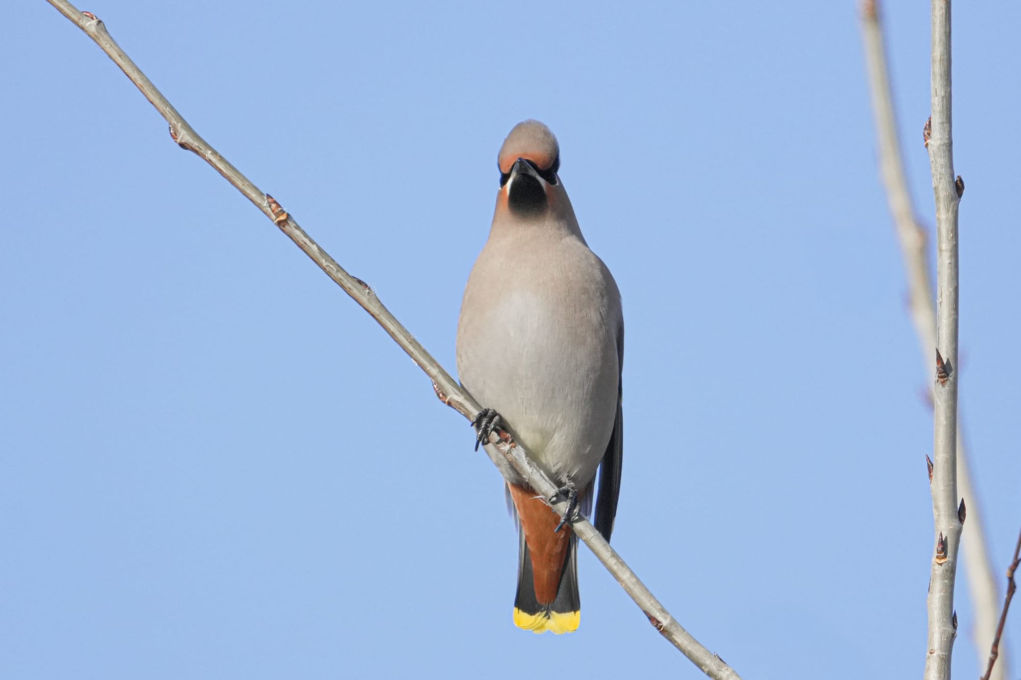Bohemian waxwing