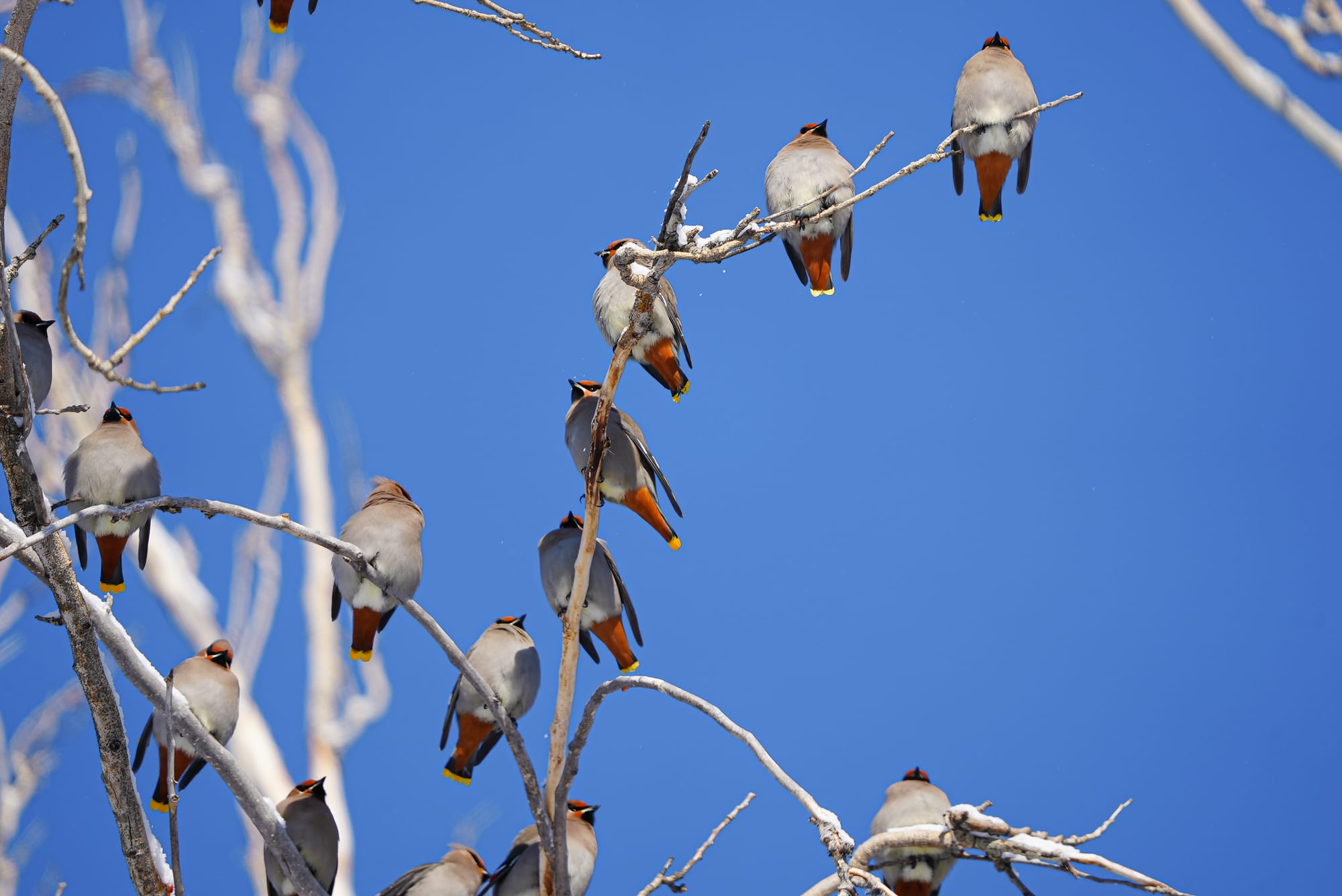 Bohemian waxwings
