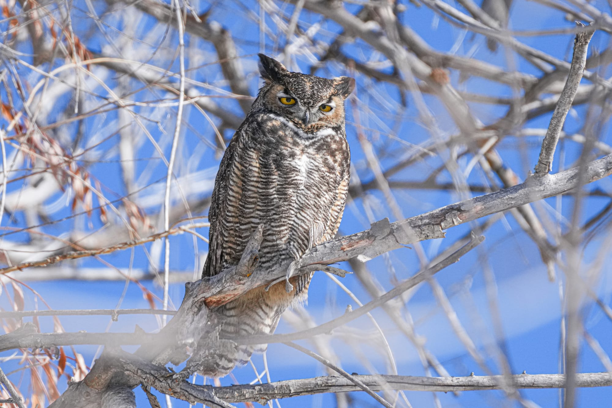 great horned owl