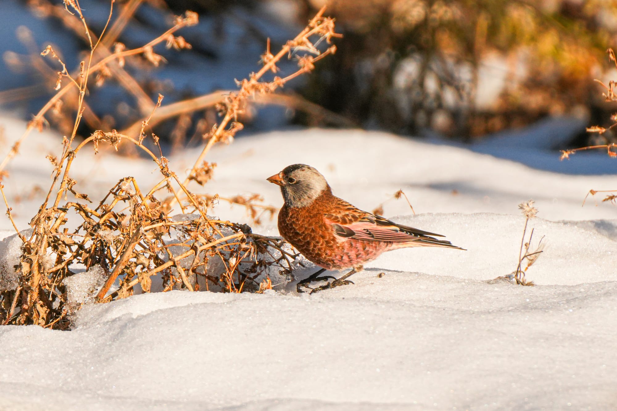 gray-crowned rosy-finch