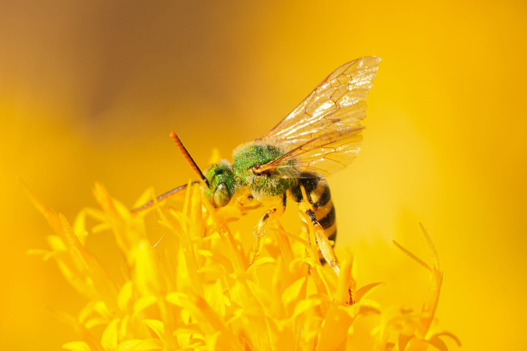 wasp on flower