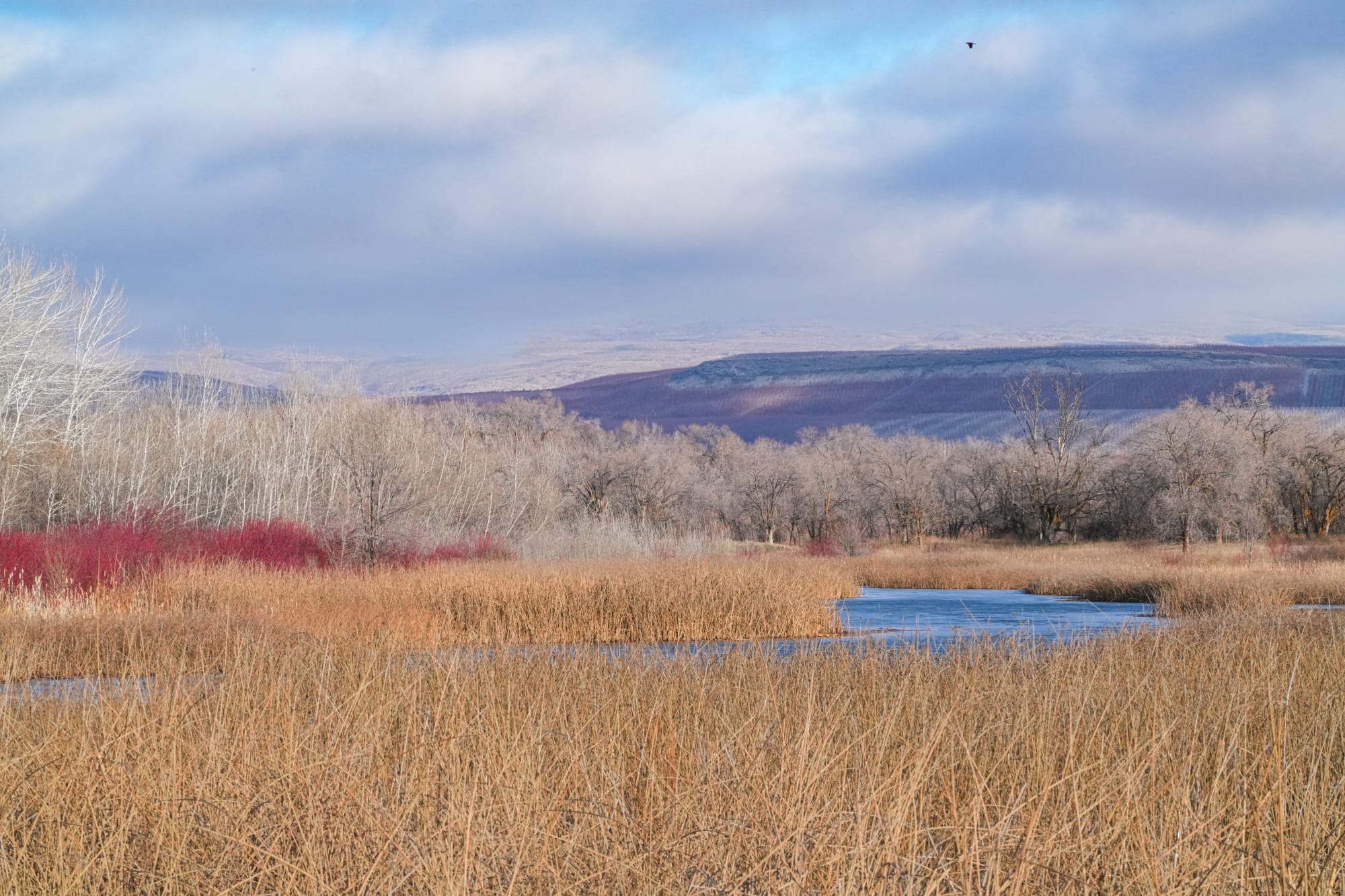 bulrush marsh