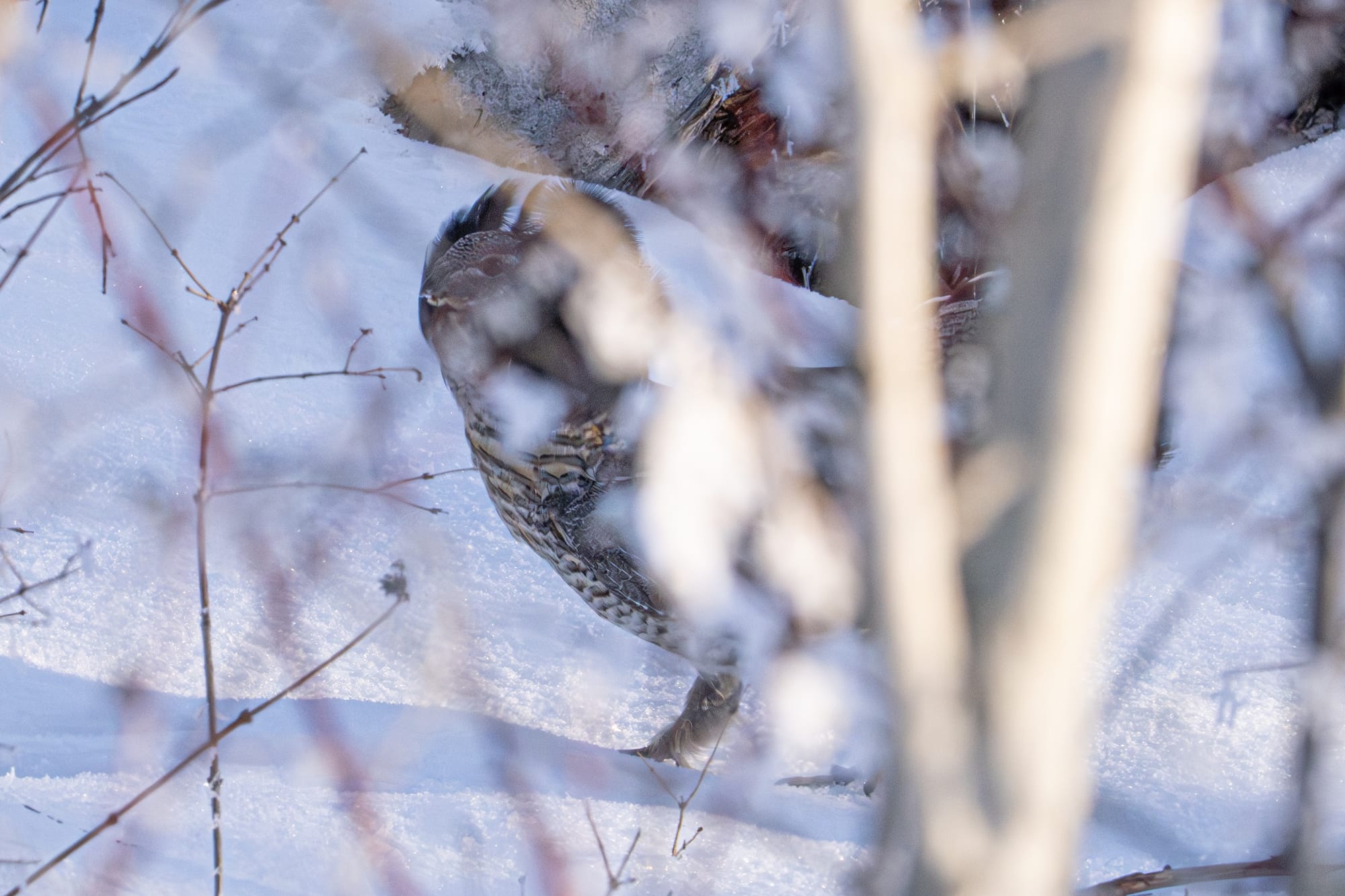 ruffed grouse
