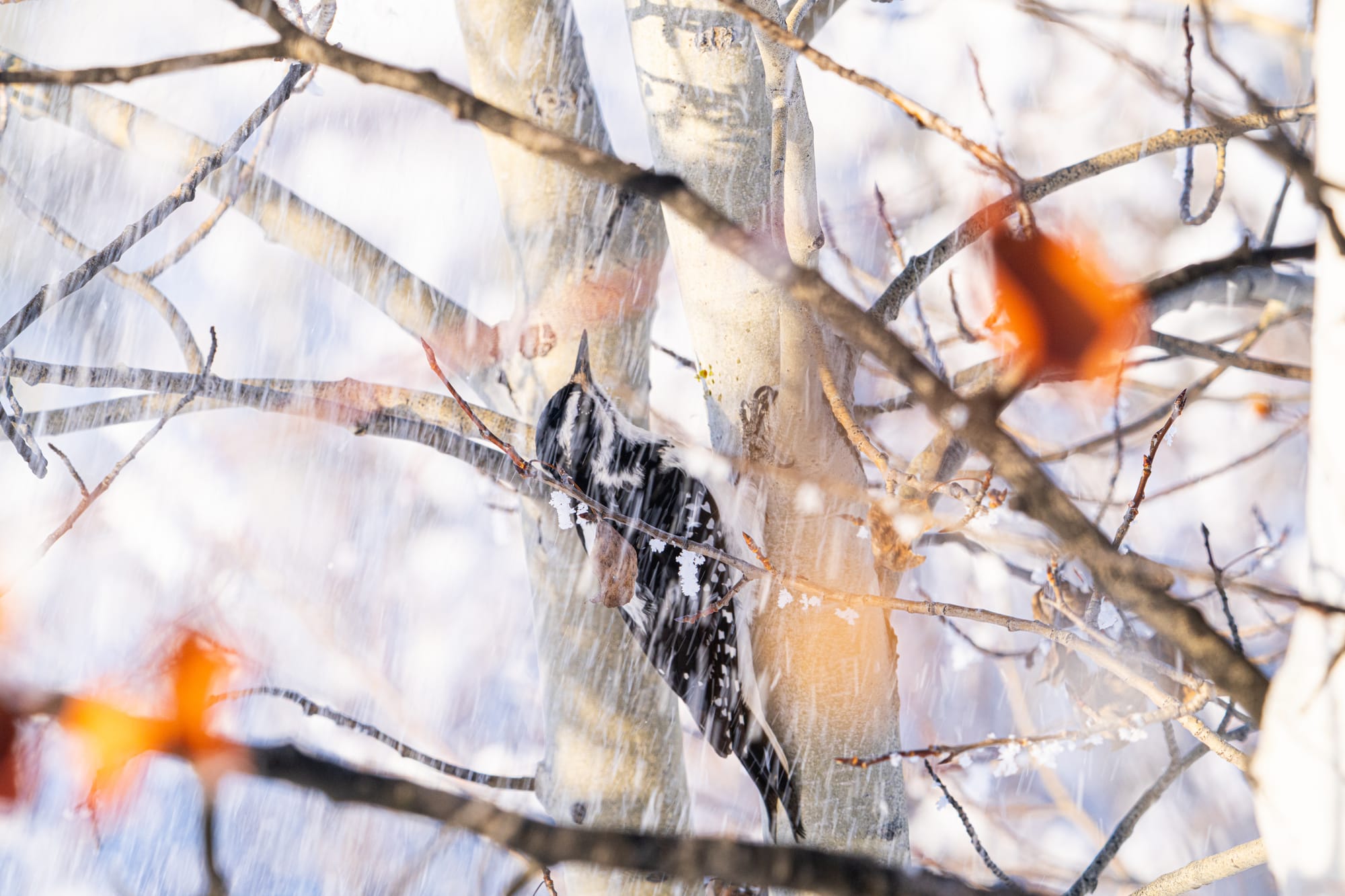 hairy woodpecker