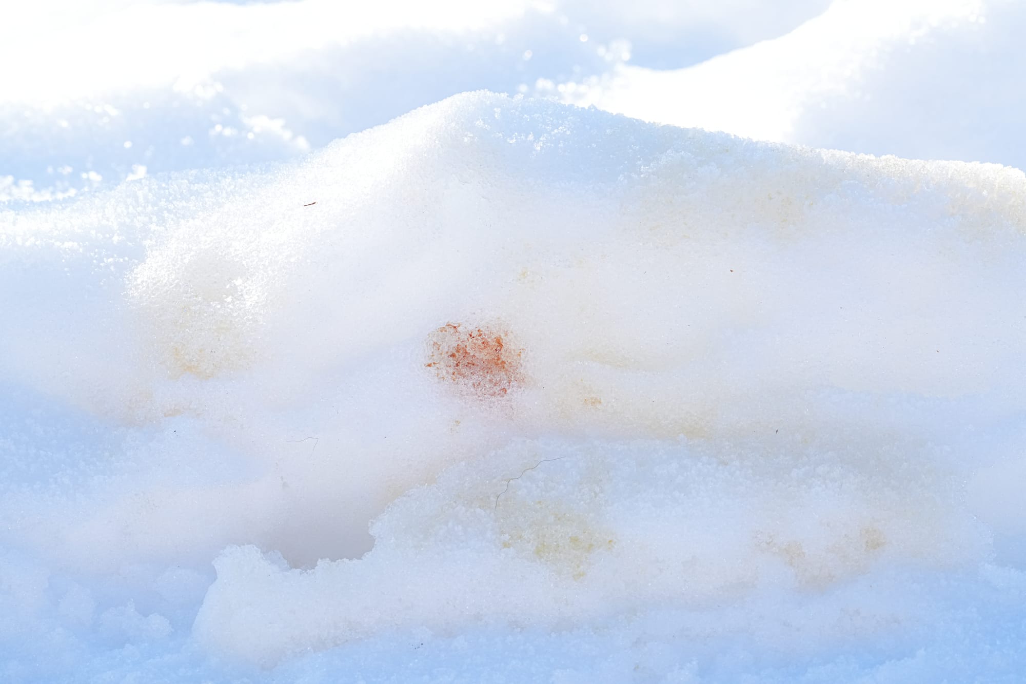 coyote blood and urine