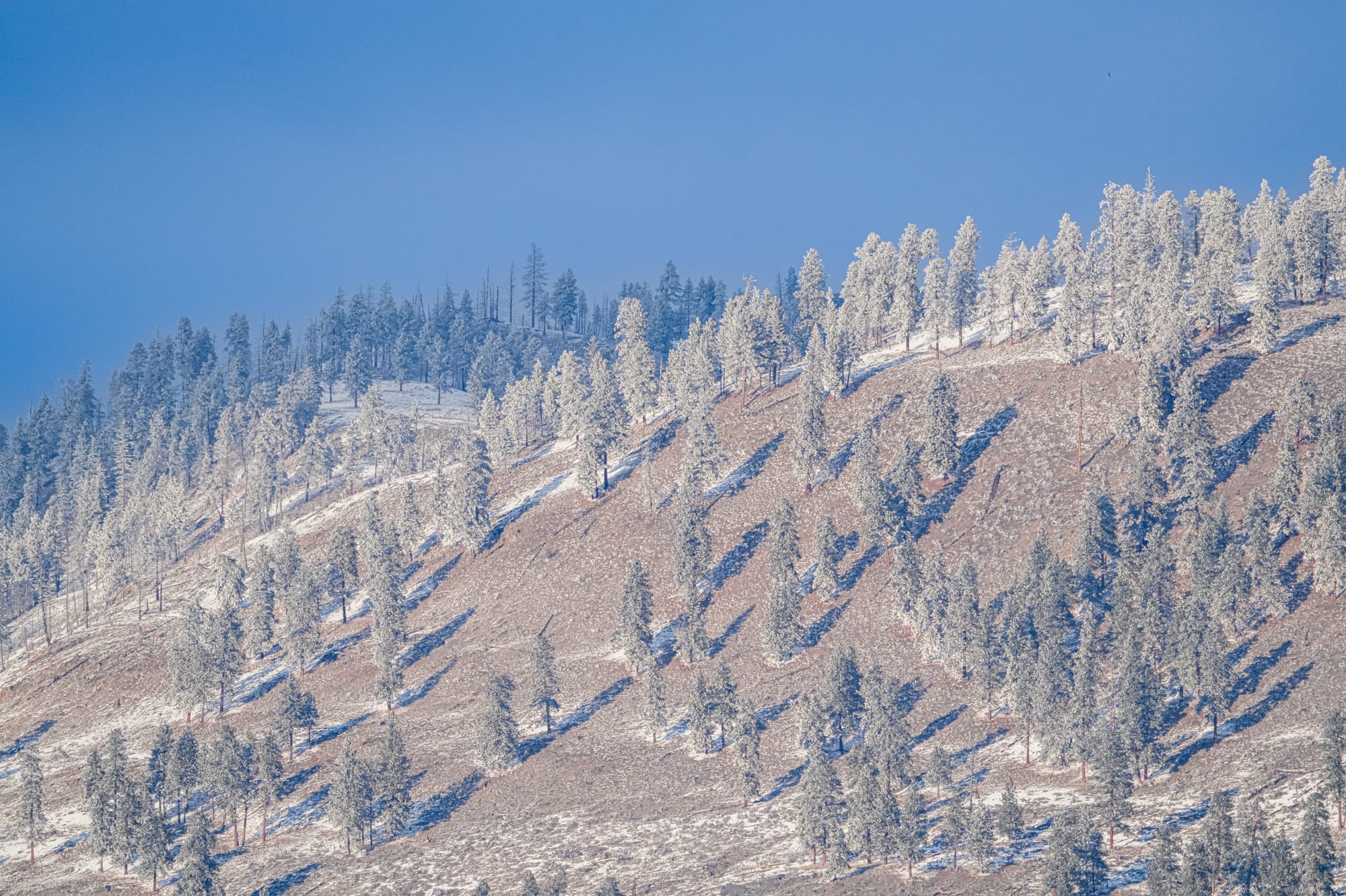 light snow on dry hillside
