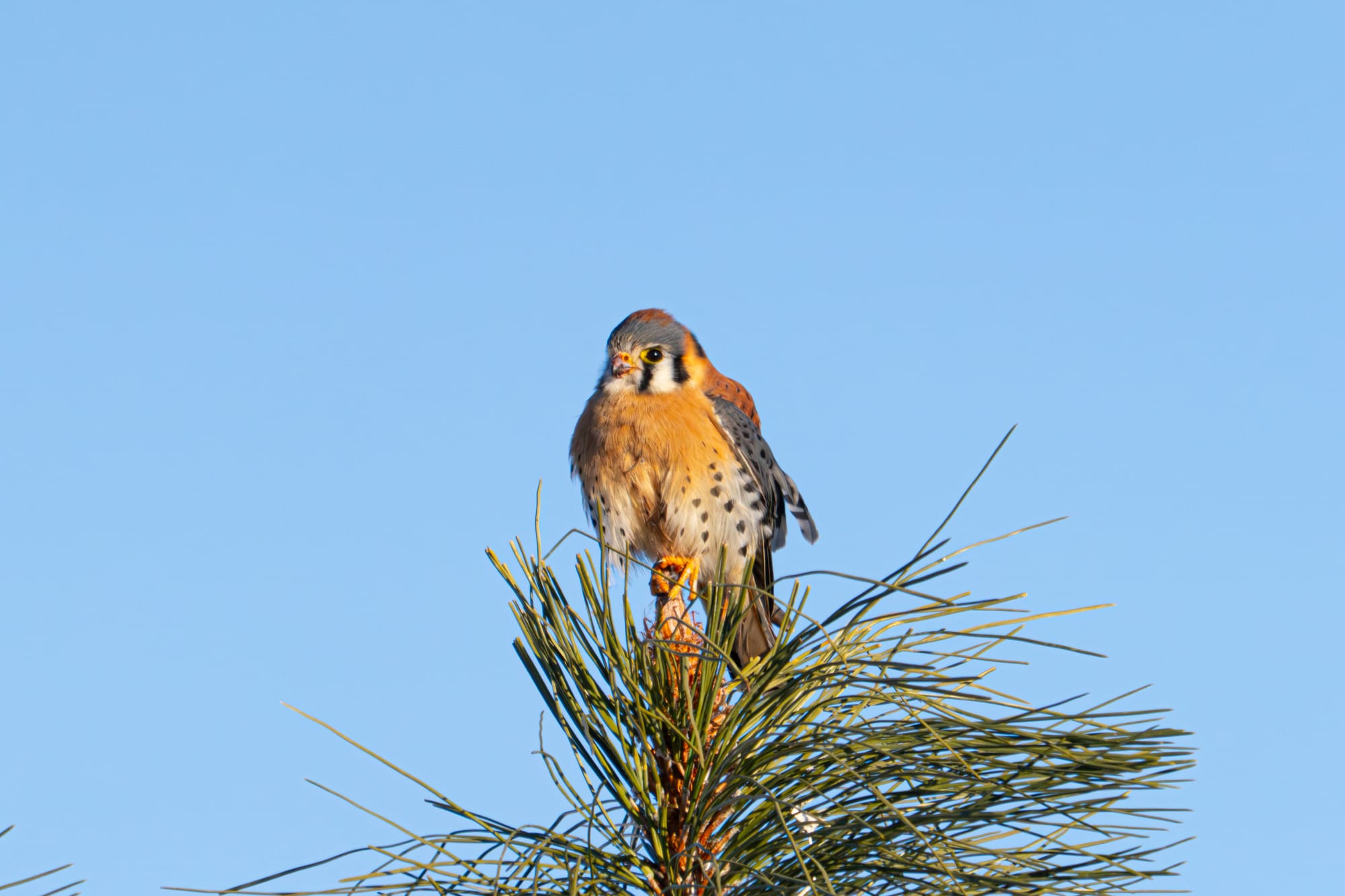 american kestrel