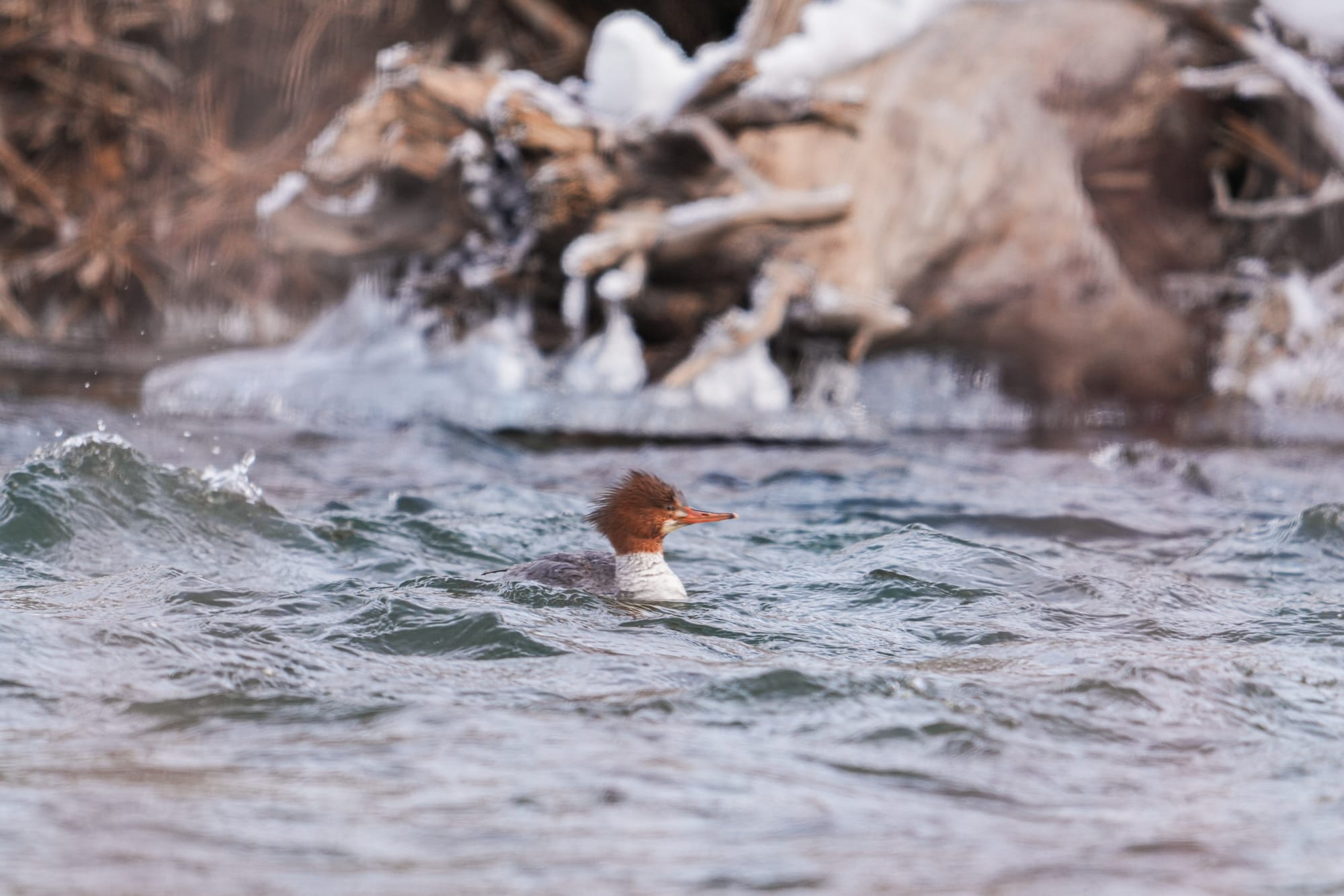merganser on river
