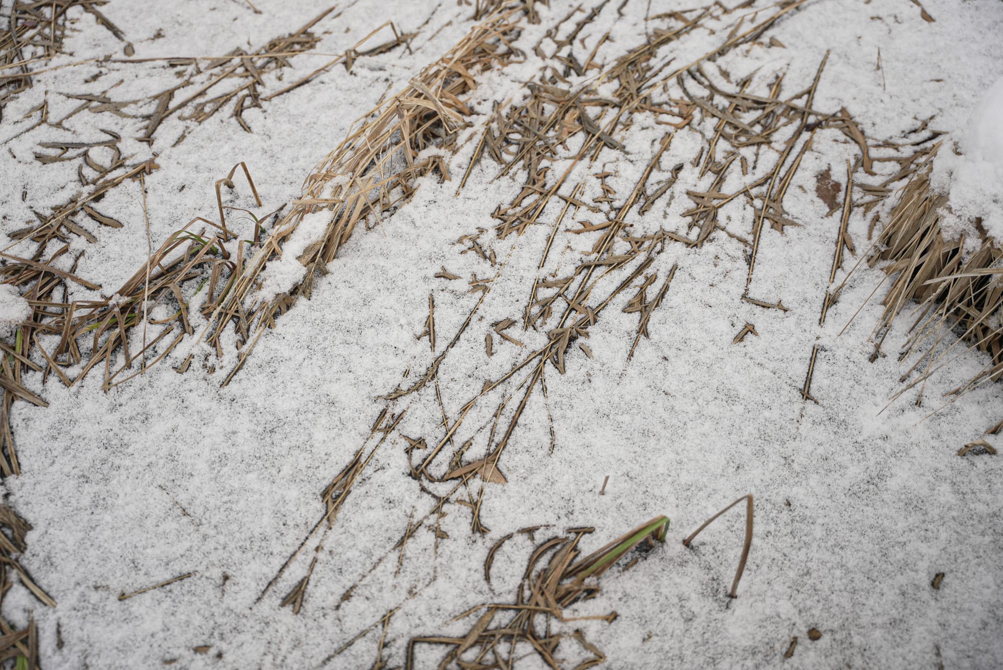 grass in snow