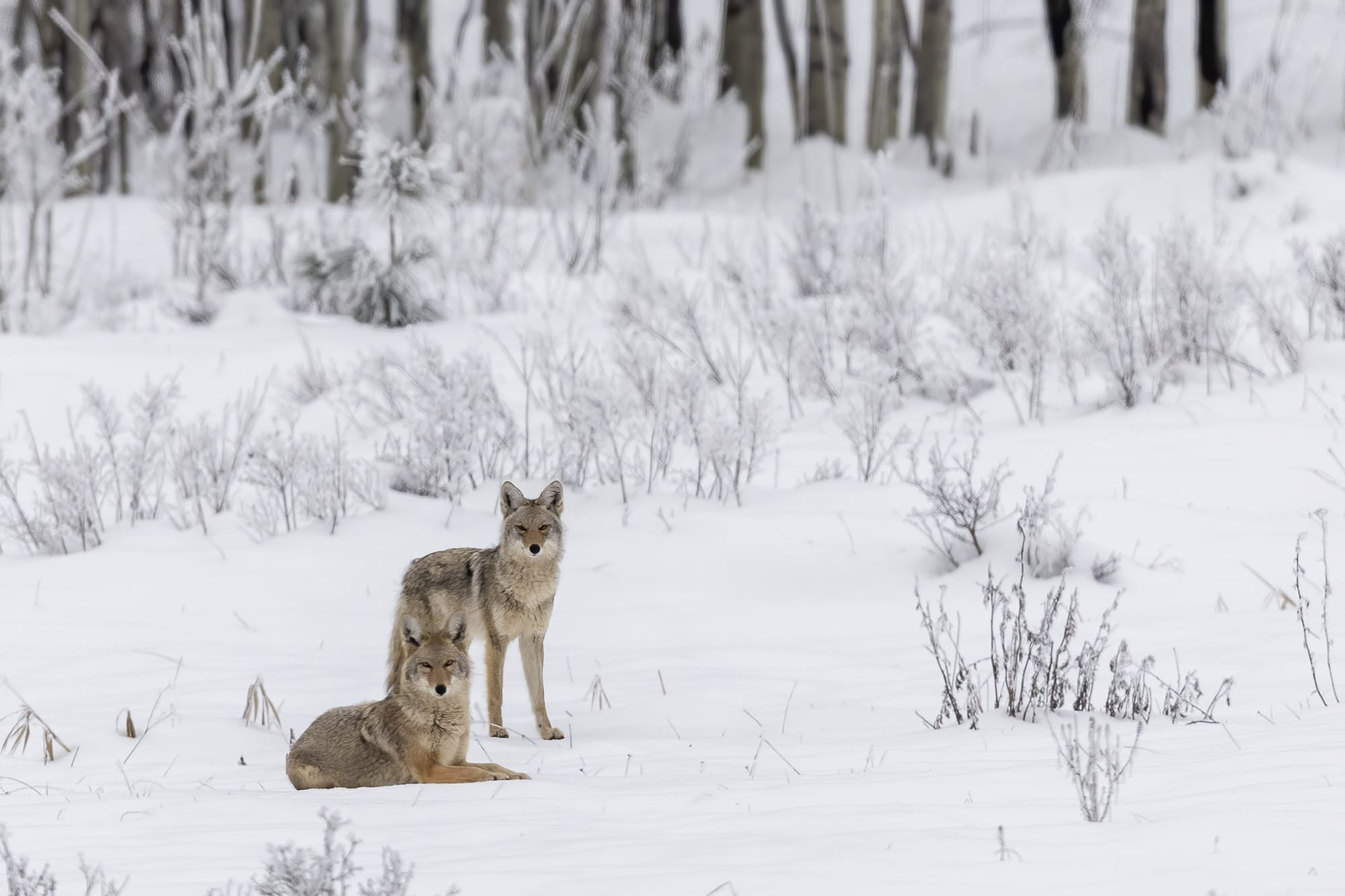 coyote pair