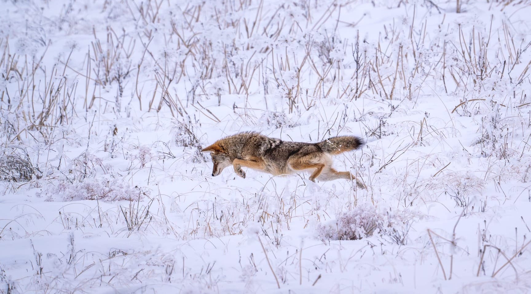 coyote looking for food