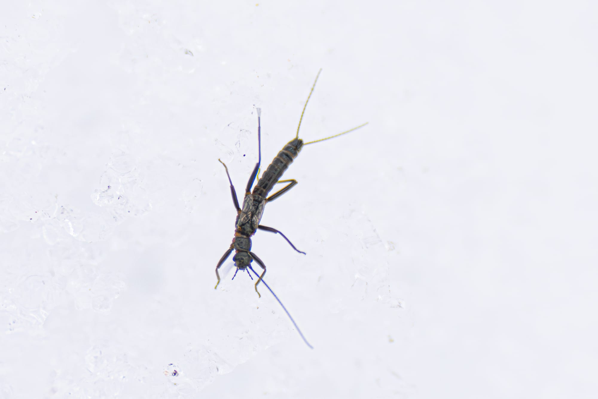 winter stonefly